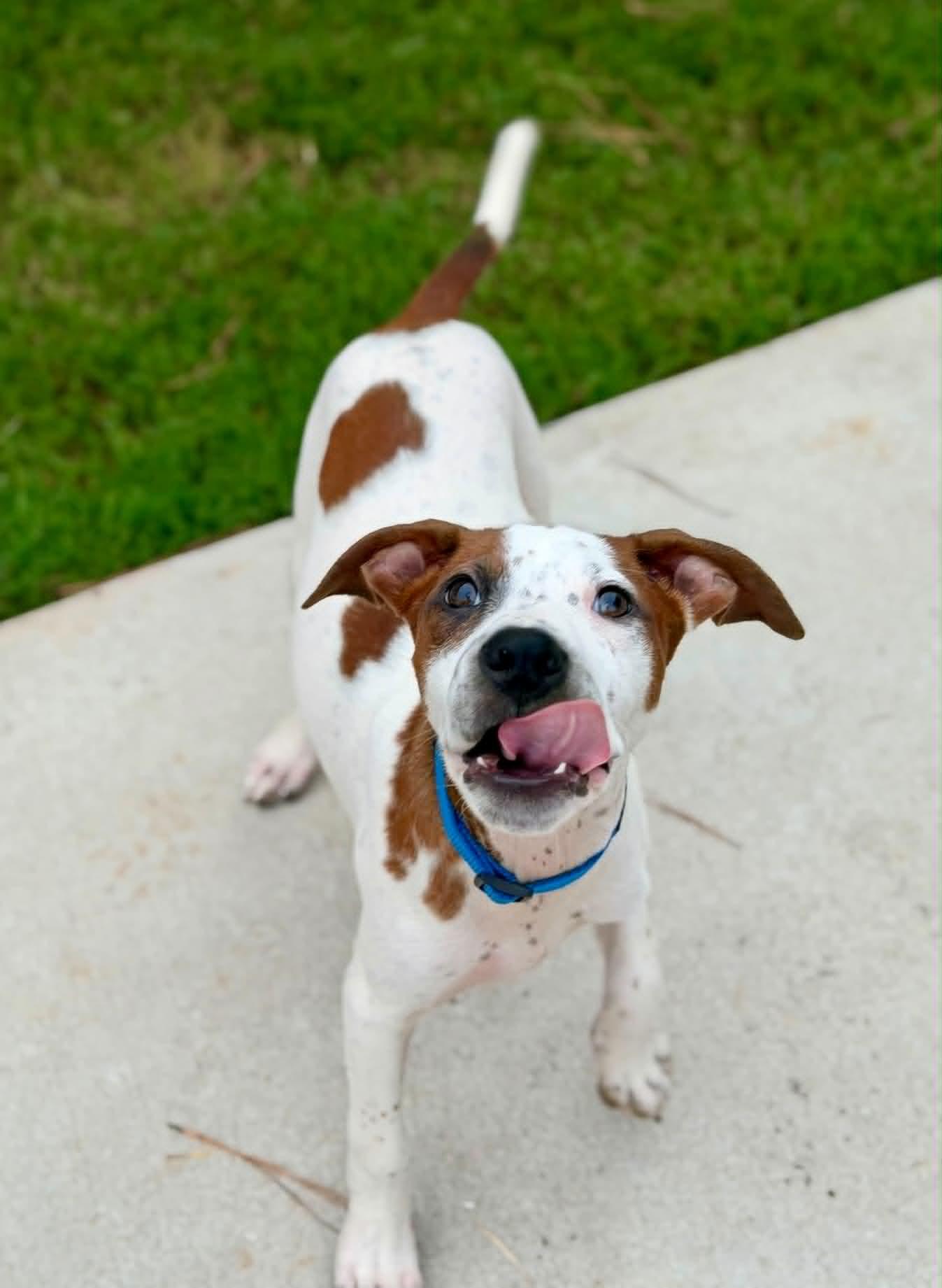 Enlarge HANK, a Adopted mixed breed in Largo, FL image 5/6