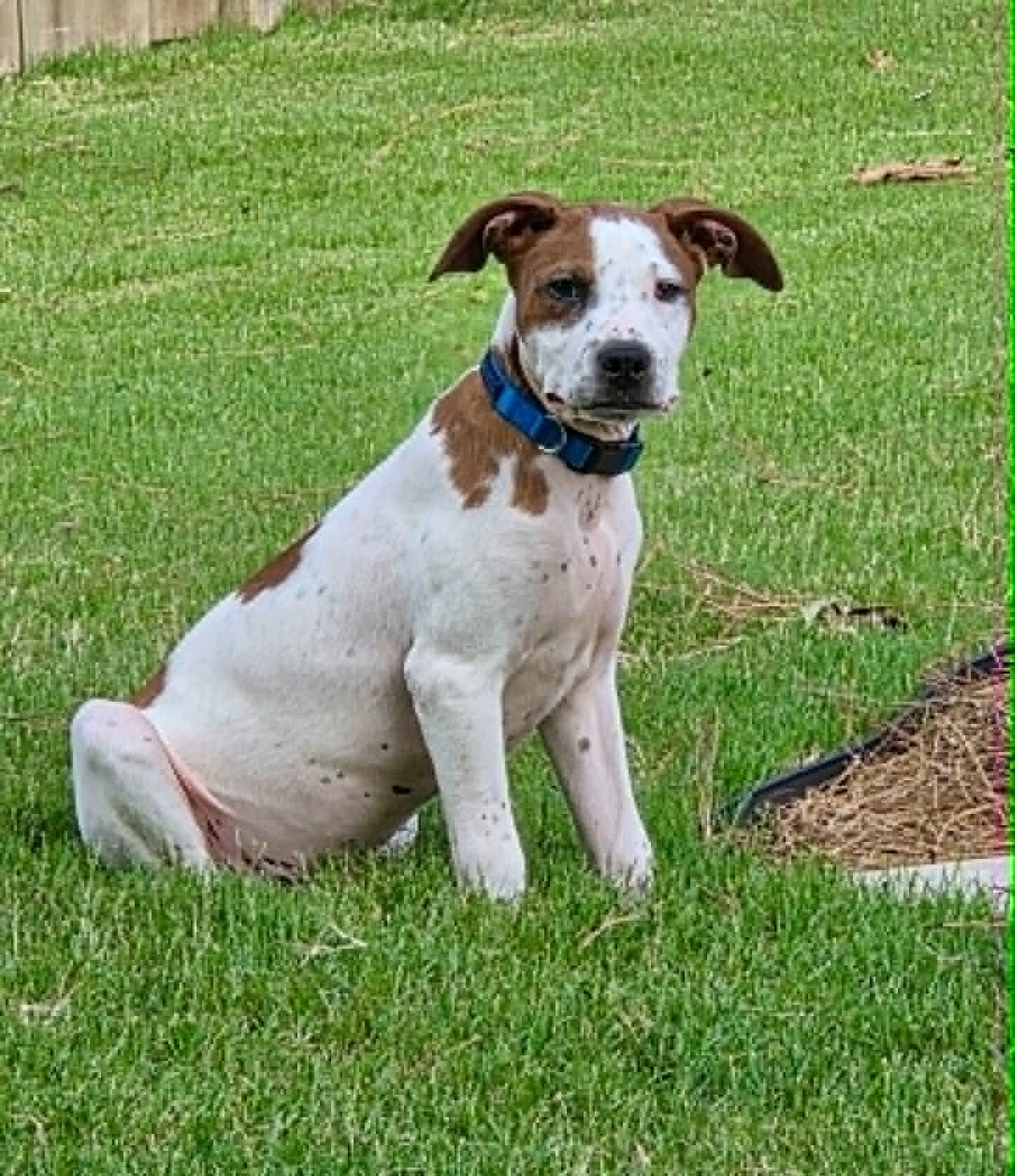 Enlarge HANK, a Adopted mixed breed in Largo, FL image 4/6