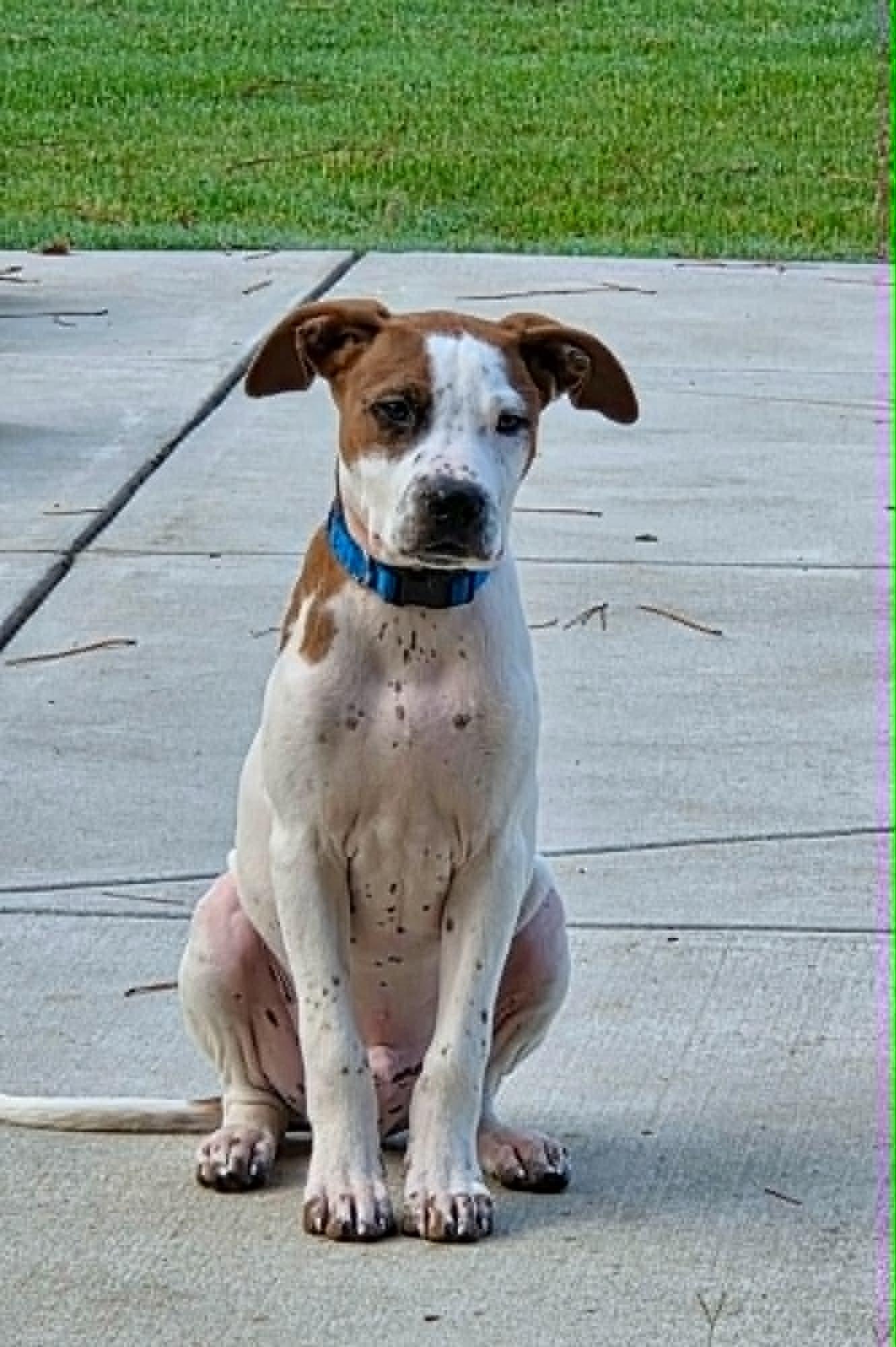 Enlarge HANK, a Adopted mixed breed in Largo, FL image 1/6