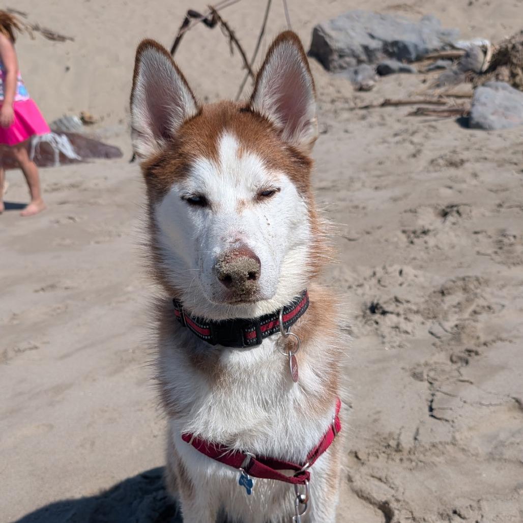 Enlarge Andy, a Adoptable Siberian Husky in Ojai, CA image 1/6