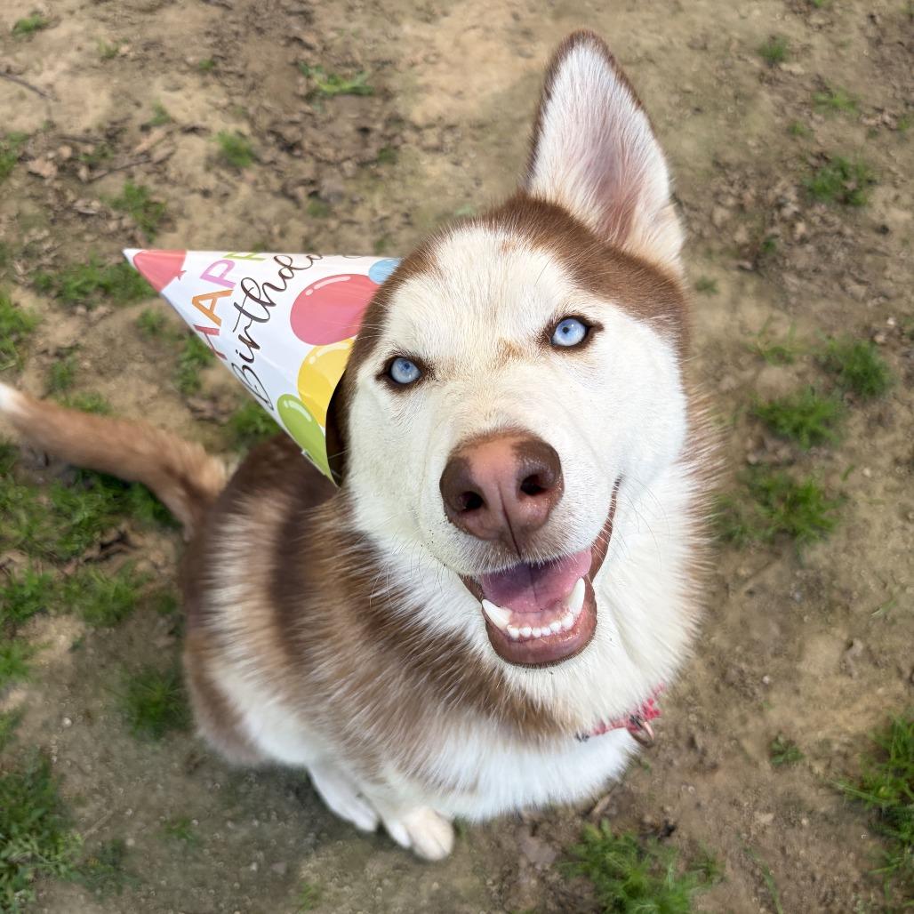 Enlarge Andy, a Adoptable Siberian Husky in Ojai, CA image 3/6