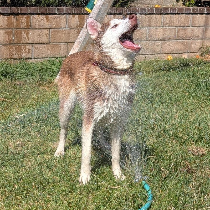 Enlarge Andy, a Adoptable Siberian Husky in Ojai, CA image 4/6