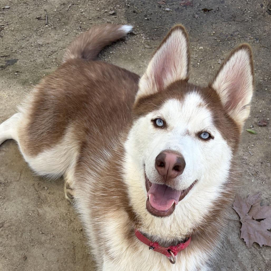 Enlarge Andy, a Adoptable Siberian Husky in Ojai, CA image 5/6