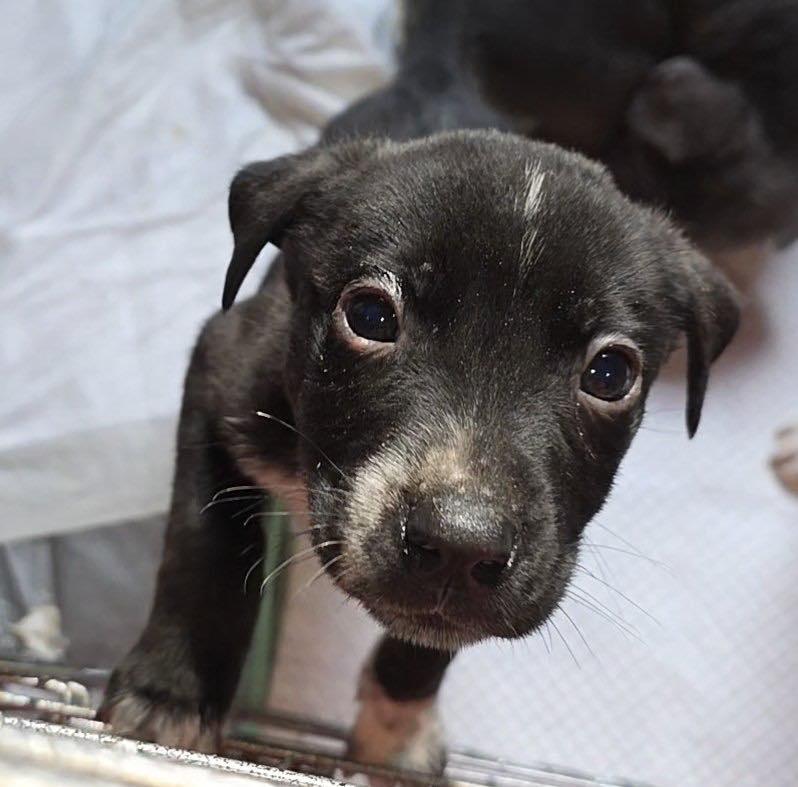 Flint (20260114-04) — thumbnail 2