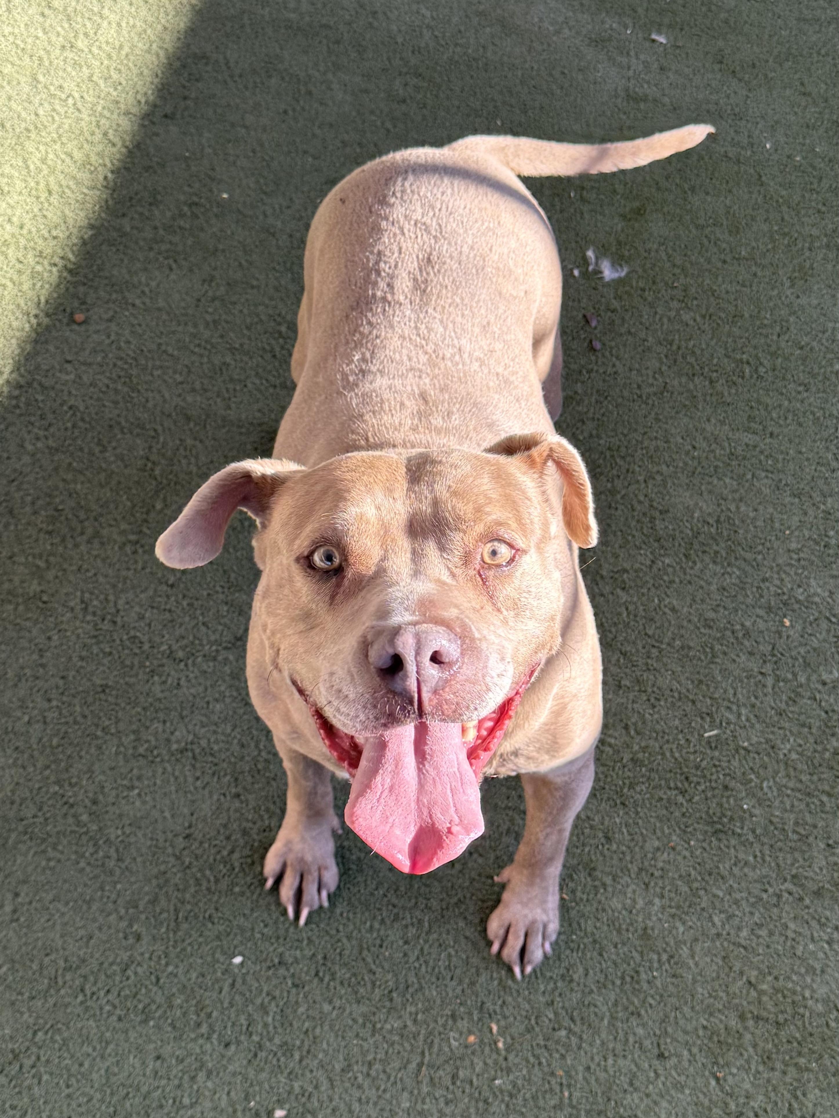 Enlarge Precious, a Adoptable mixed breed in Boulder City, NV image 1/4