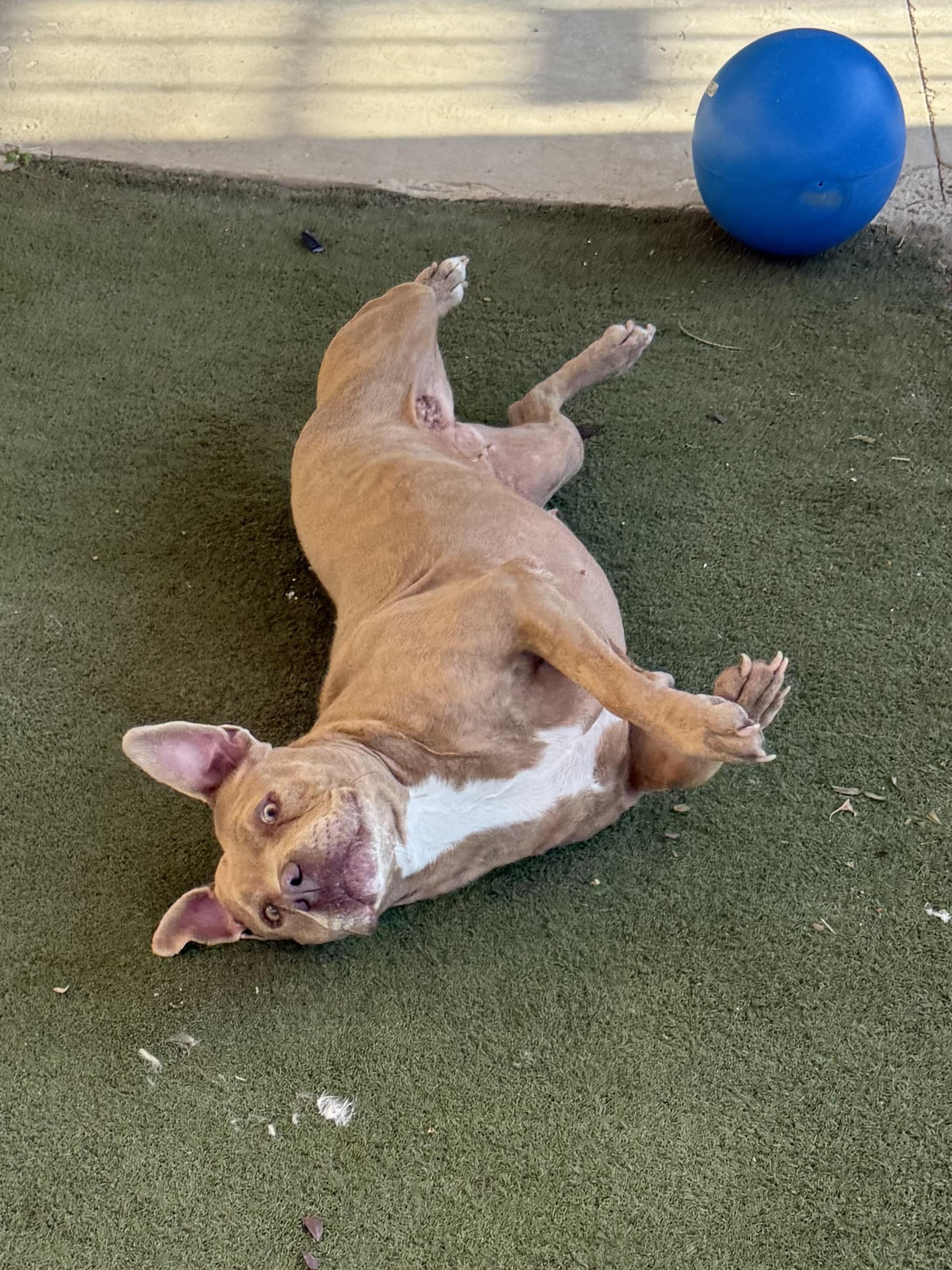 Enlarge Precious, a Adoptable mixed breed in Boulder City, NV image 2/4