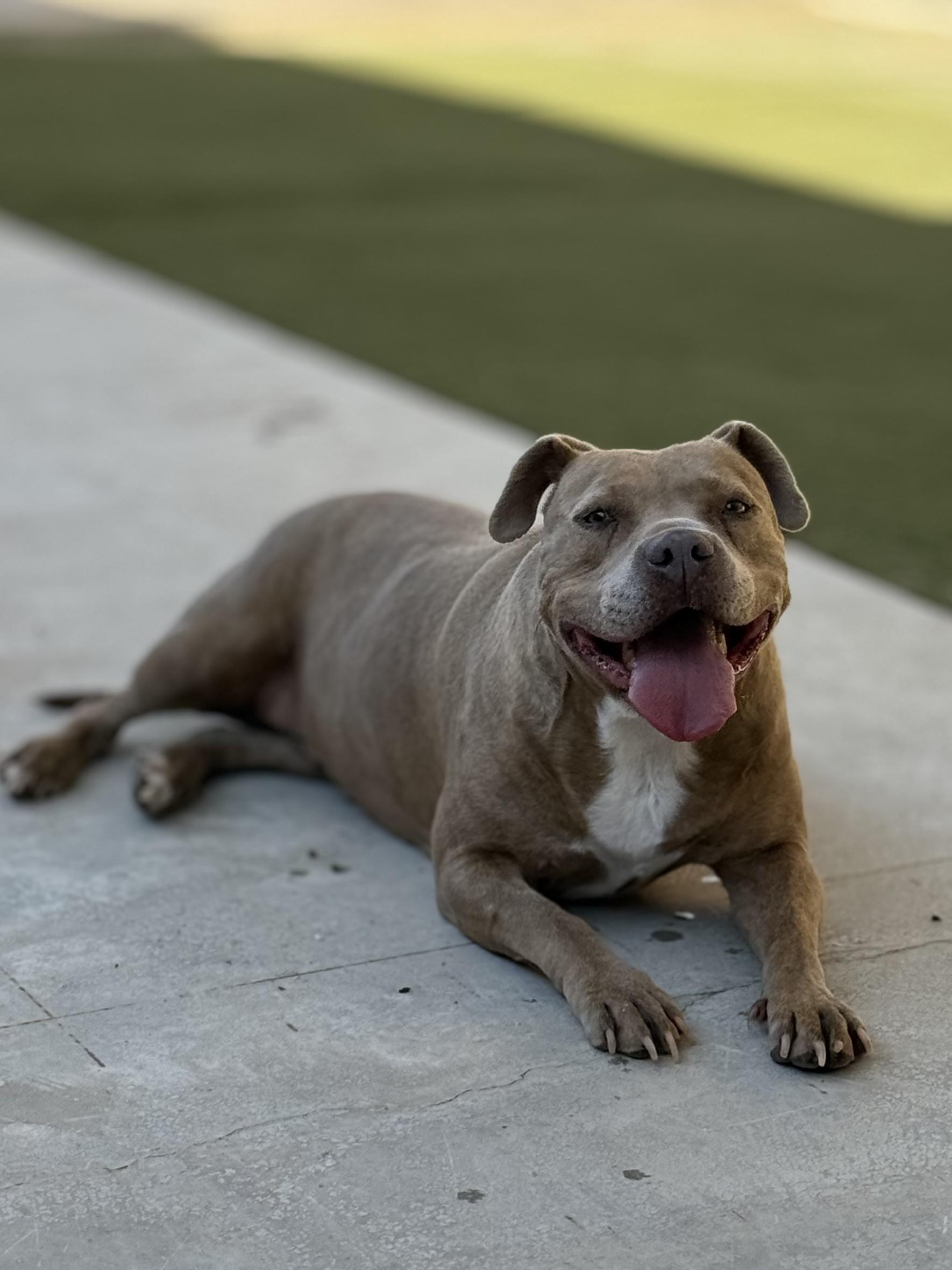 Enlarge Precious, a Adoptable mixed breed in Boulder City, NV image 3/4