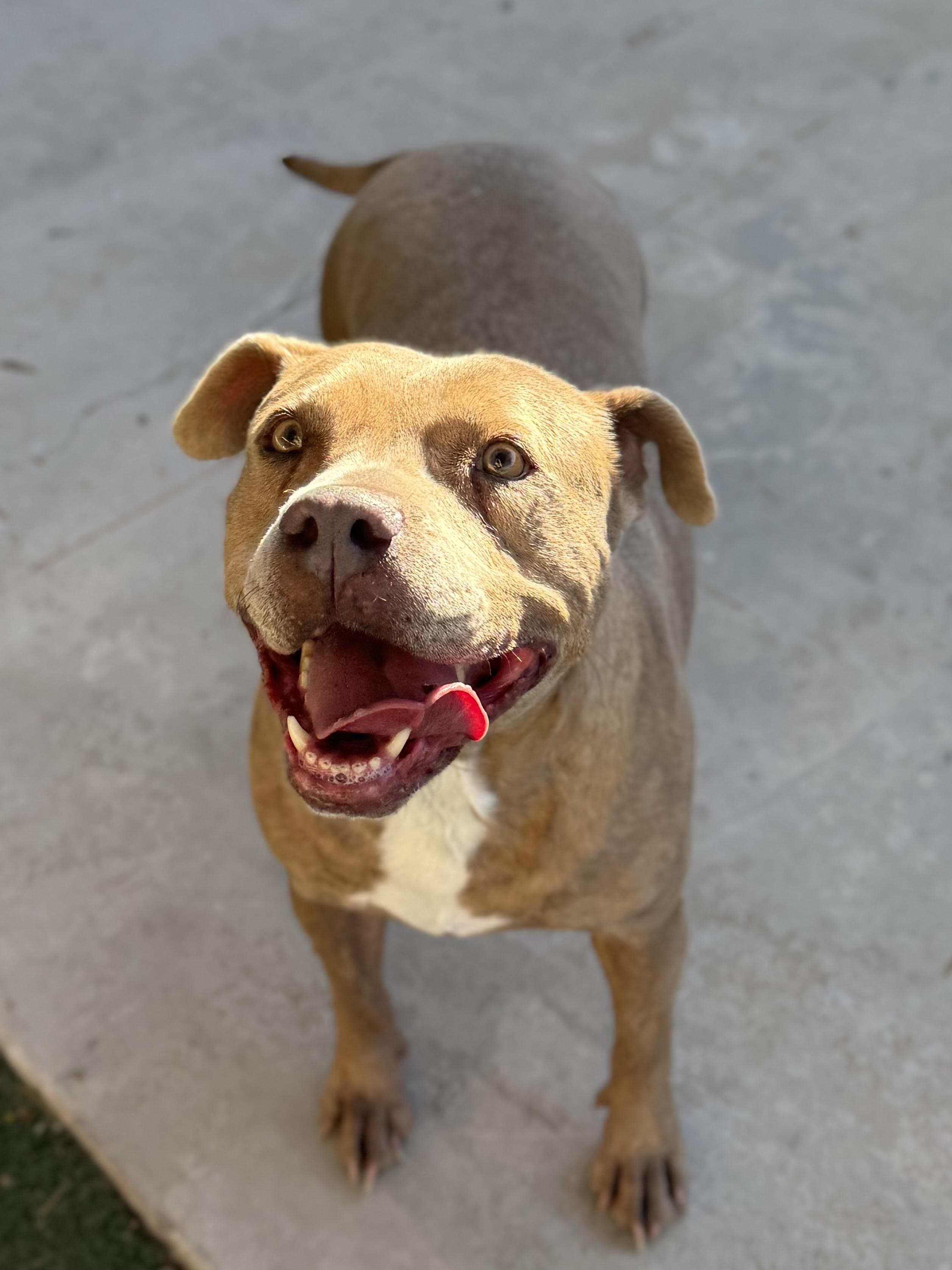 Enlarge Precious, a Adoptable mixed breed in Boulder City, NV image 4/4