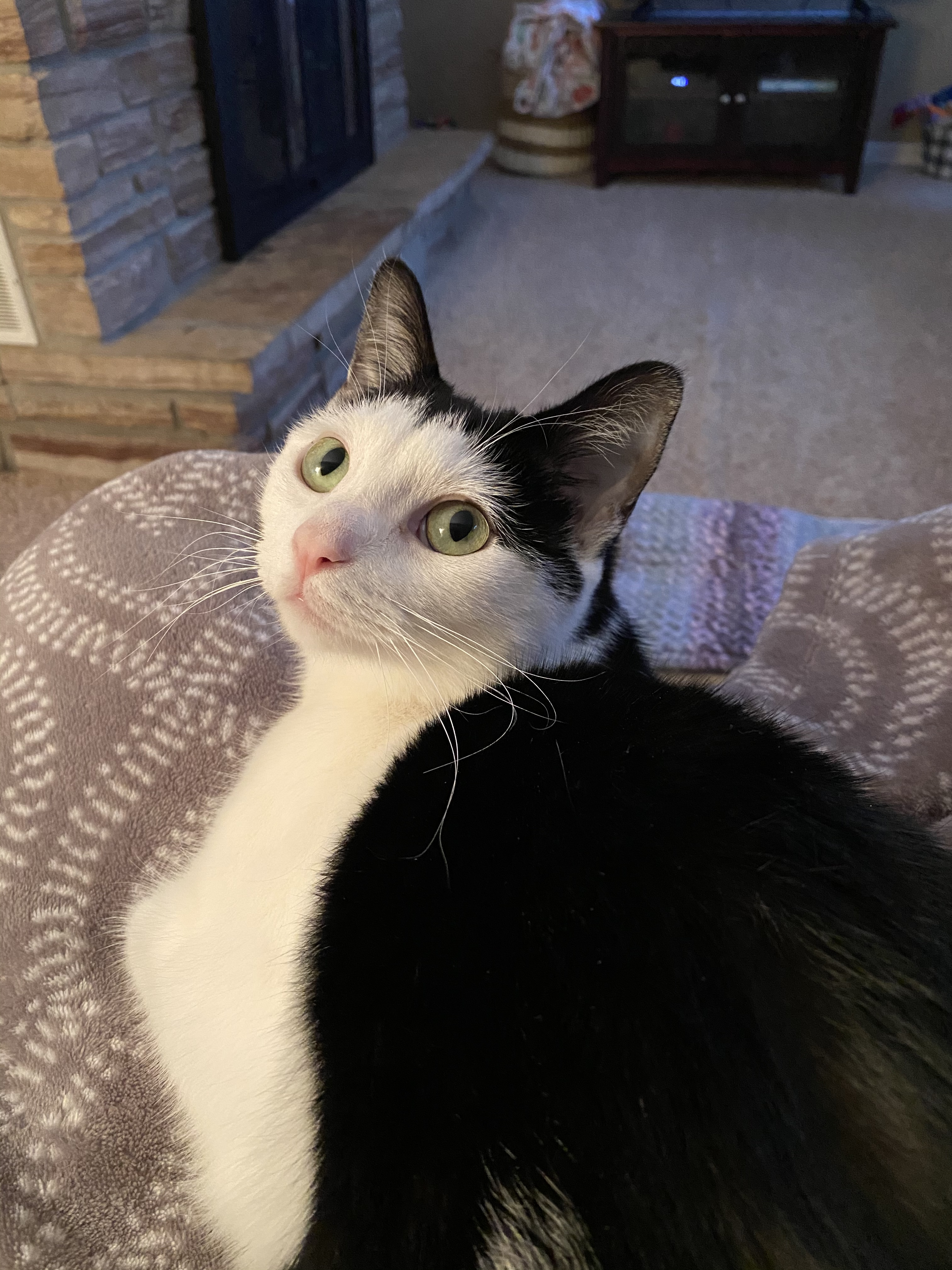 Margaery, a Adoptable Domestic Short Hair in Lacona, NY image 2/6