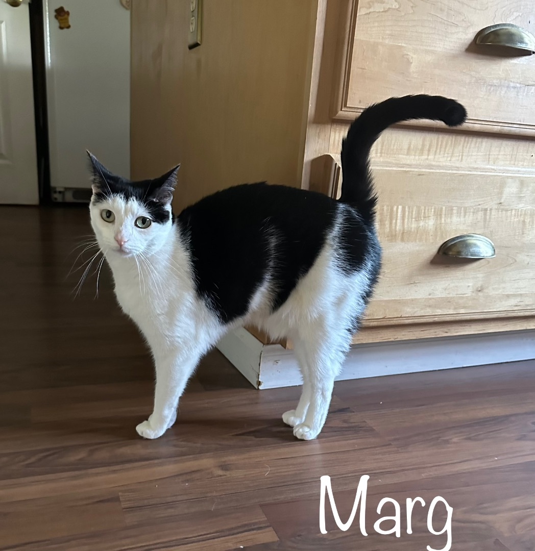 Margaery, a Adoptable Domestic Short Hair in Lacona, NY image 3/6