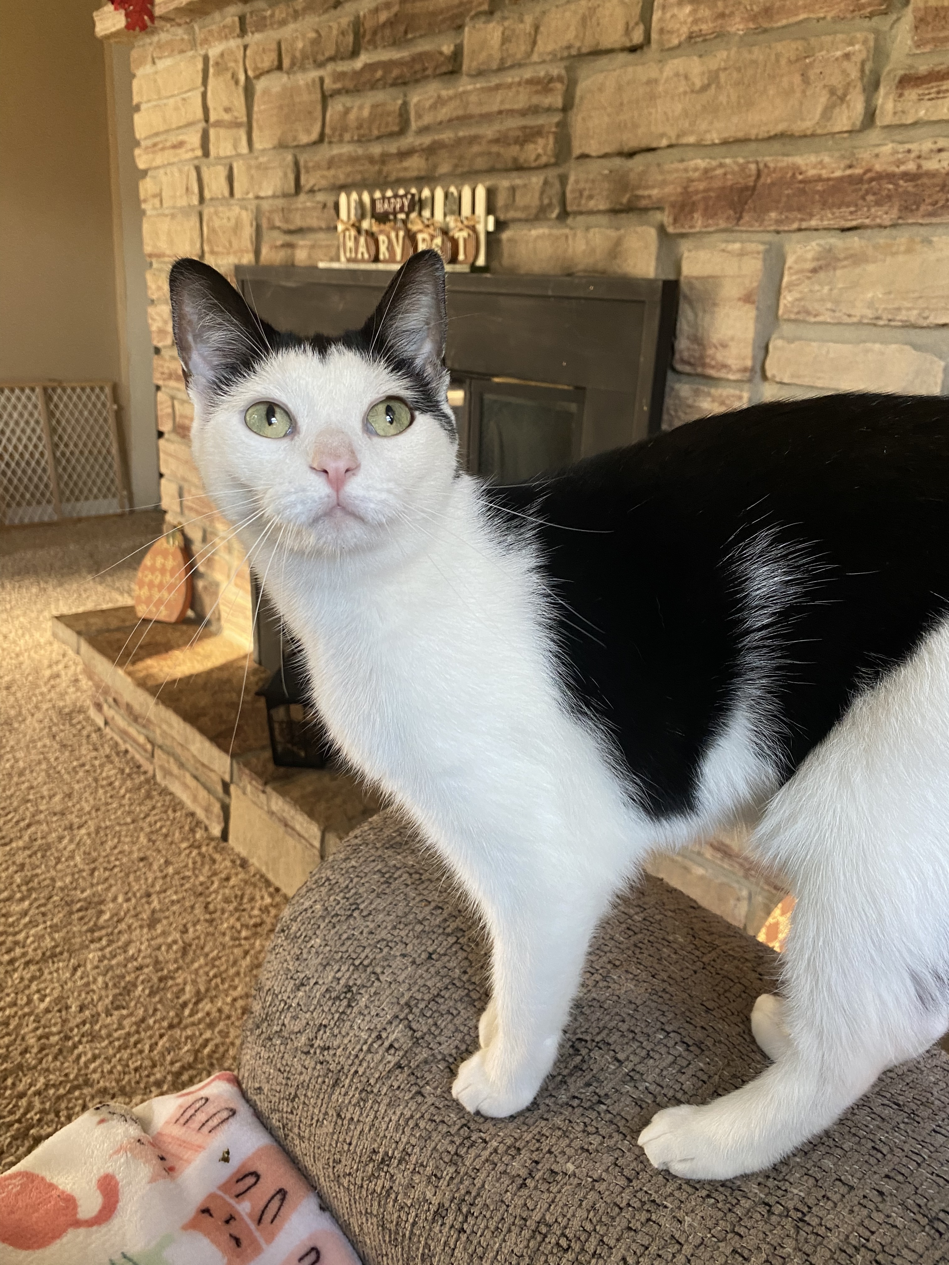 Margaery, a Adoptable Domestic Short Hair in Lacona, NY image 4/6