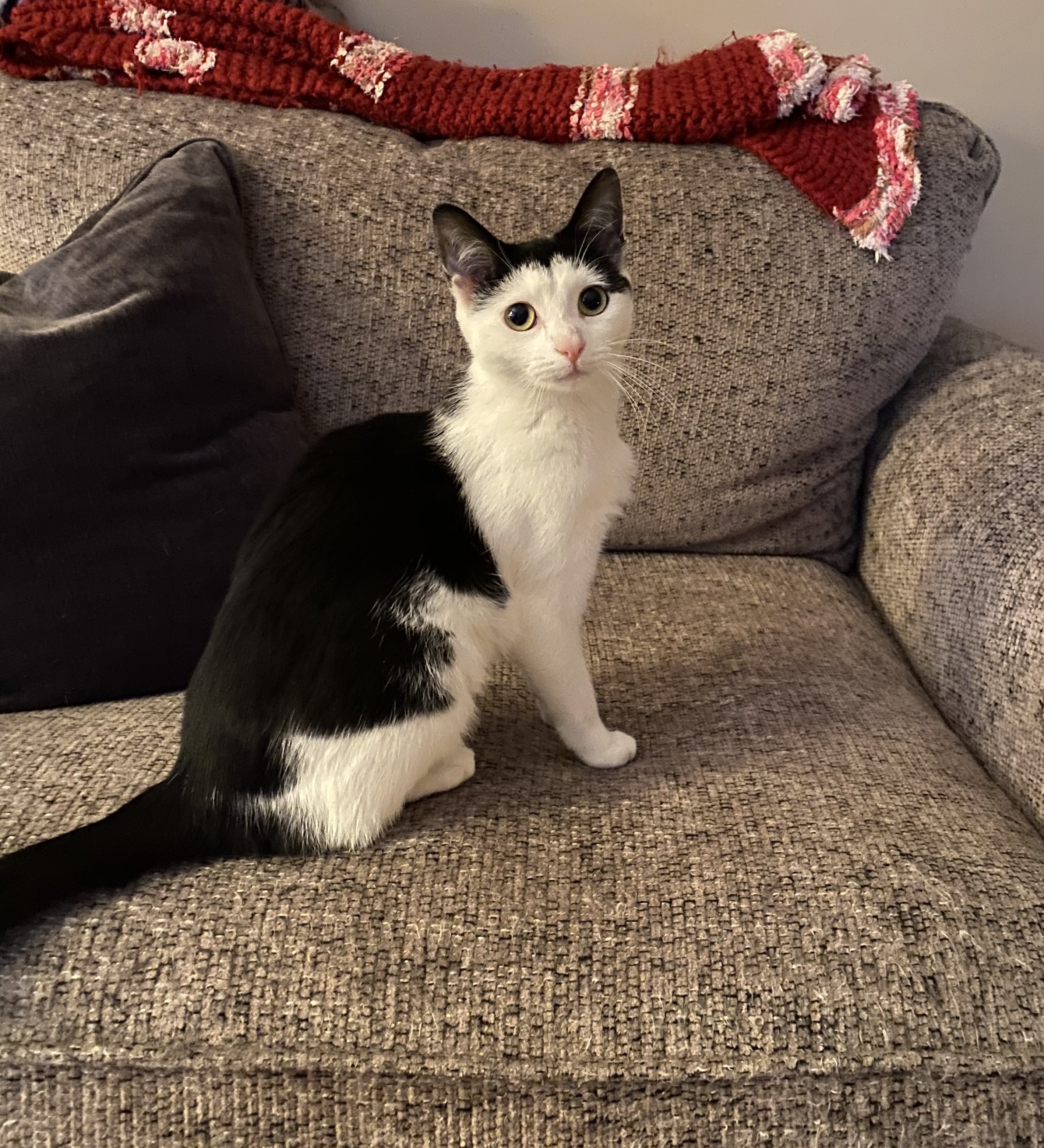 Margaery, a Adoptable Domestic Short Hair in Lacona, NY image 5/6