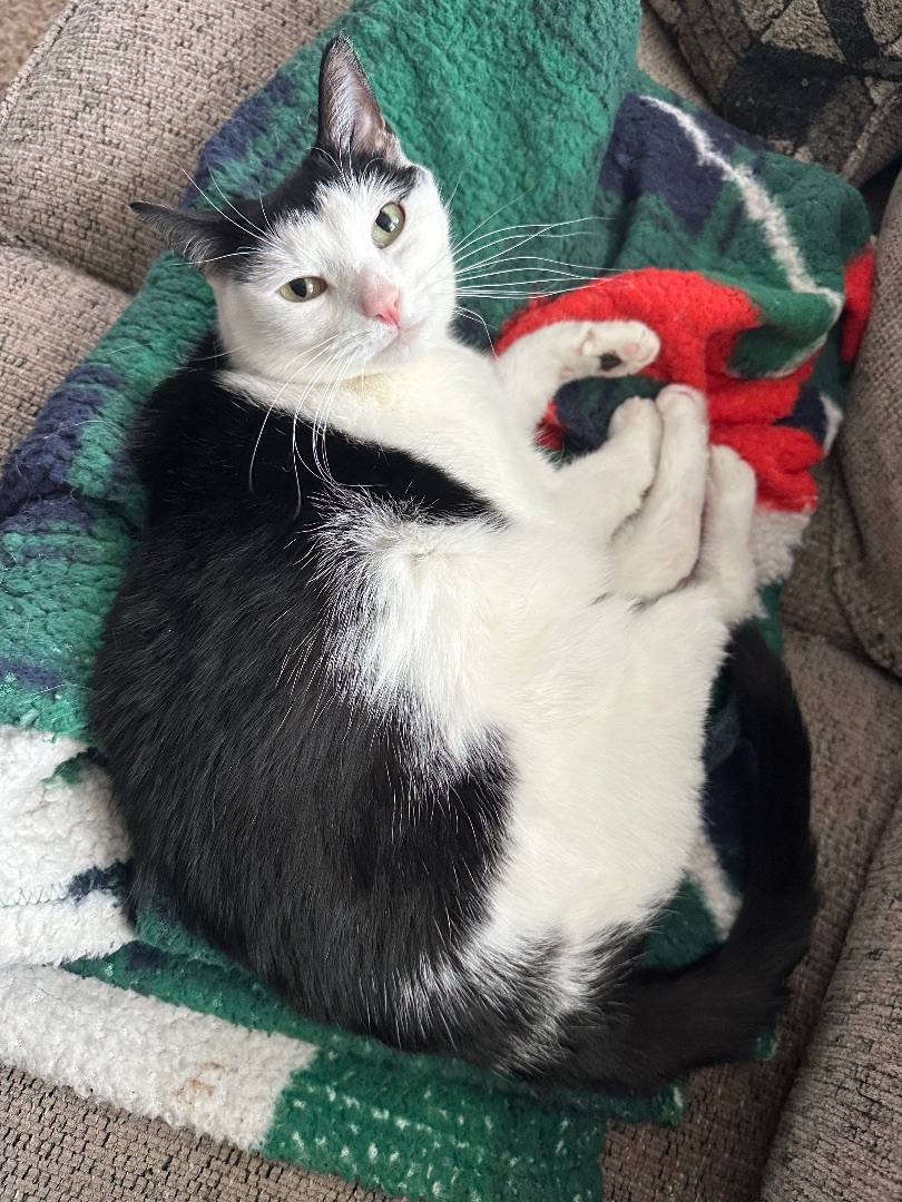 Margaery, a Adoptable Domestic Short Hair in Lacona, NY image 6/6