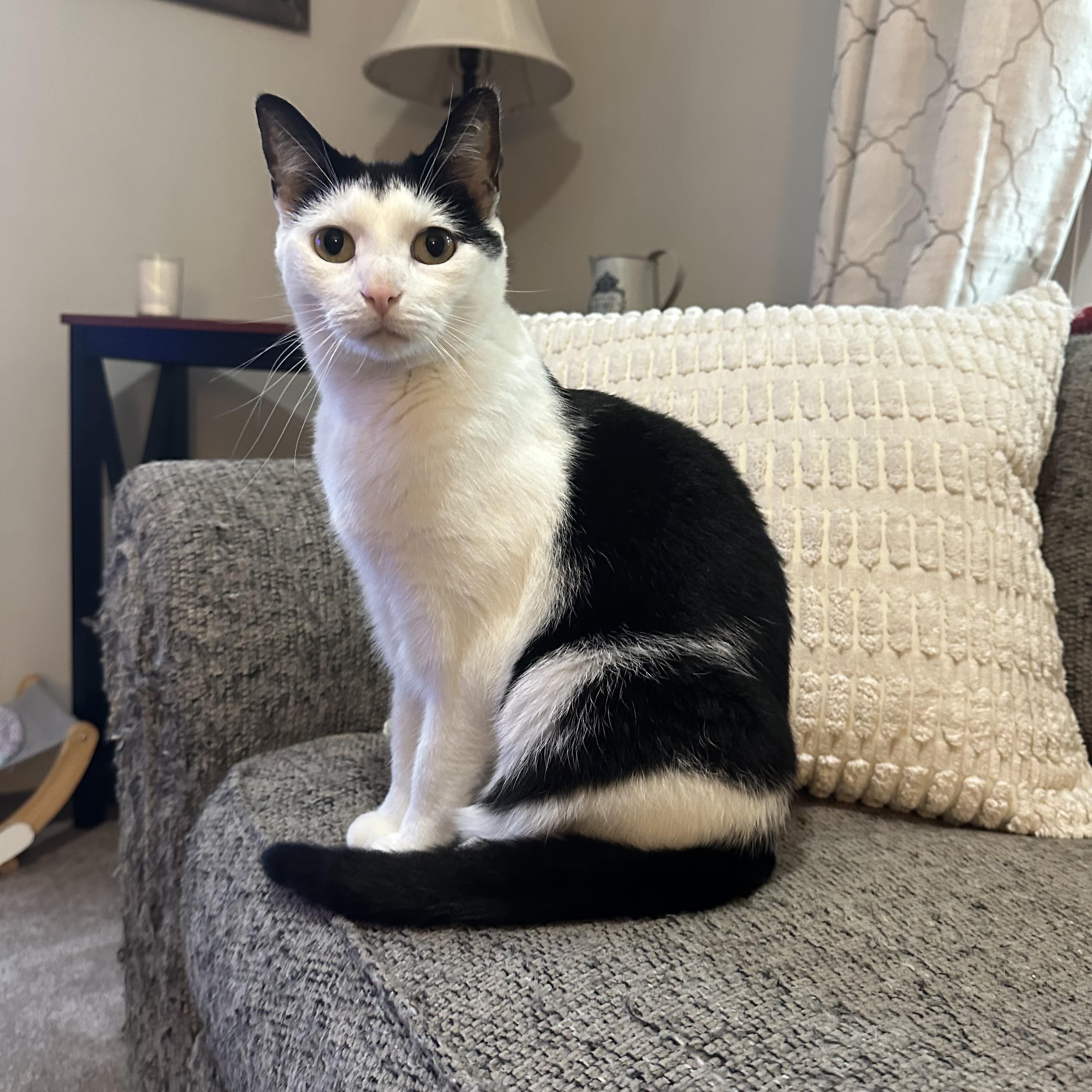 Margaery, a Adoptable Domestic Short Hair in Lacona, NY image 1/6