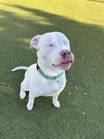 Daisy, Adoptable, Puppy Female Pit Bull Terrier & Mixed Breed.