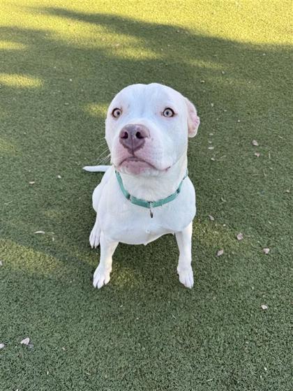 Daisy, a Adoptable mixed breed in Hutchinson, KS image 3/3