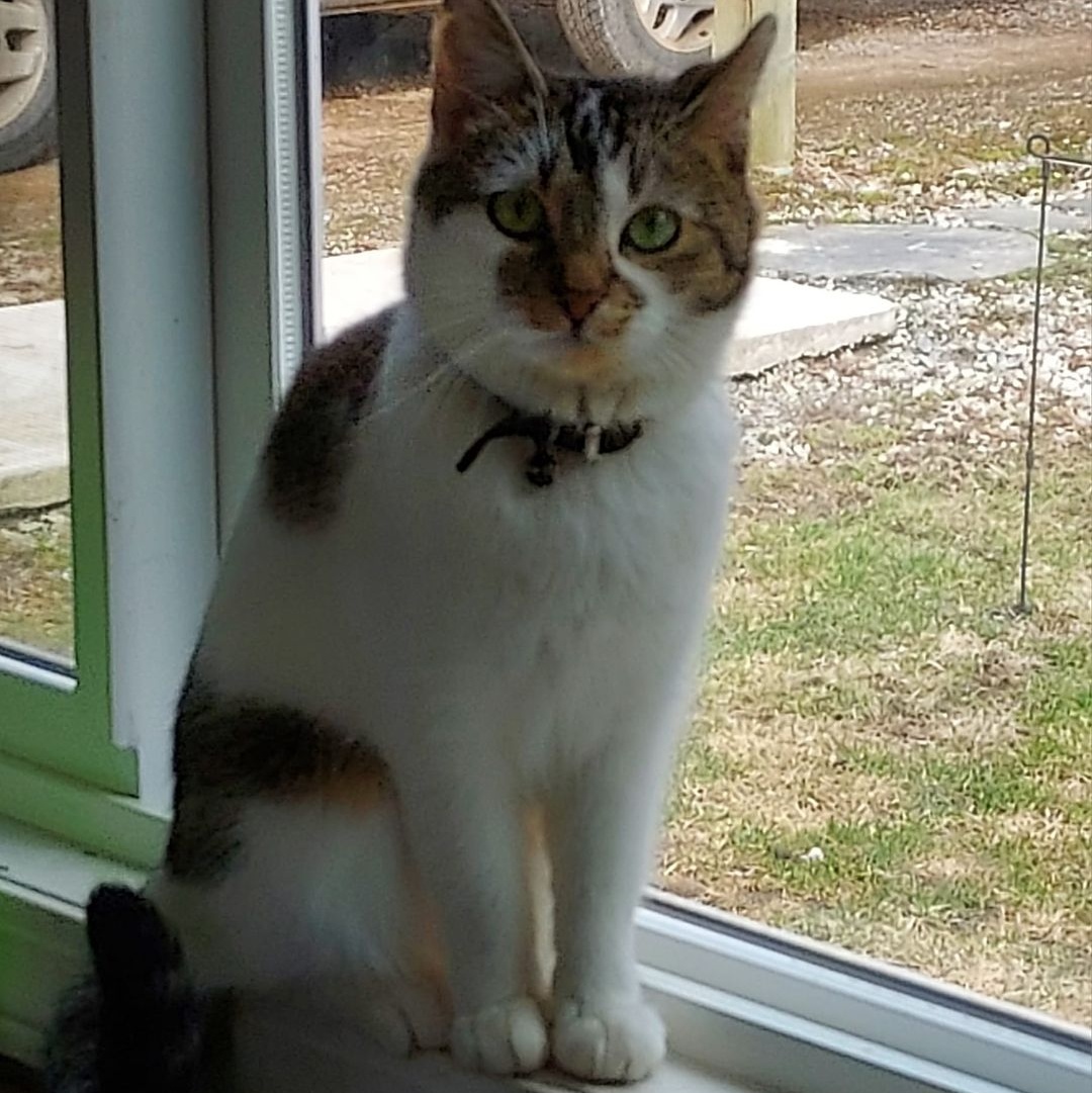 Thumbelina, a Adoptable mixed breed in Libby, MT image 1/3