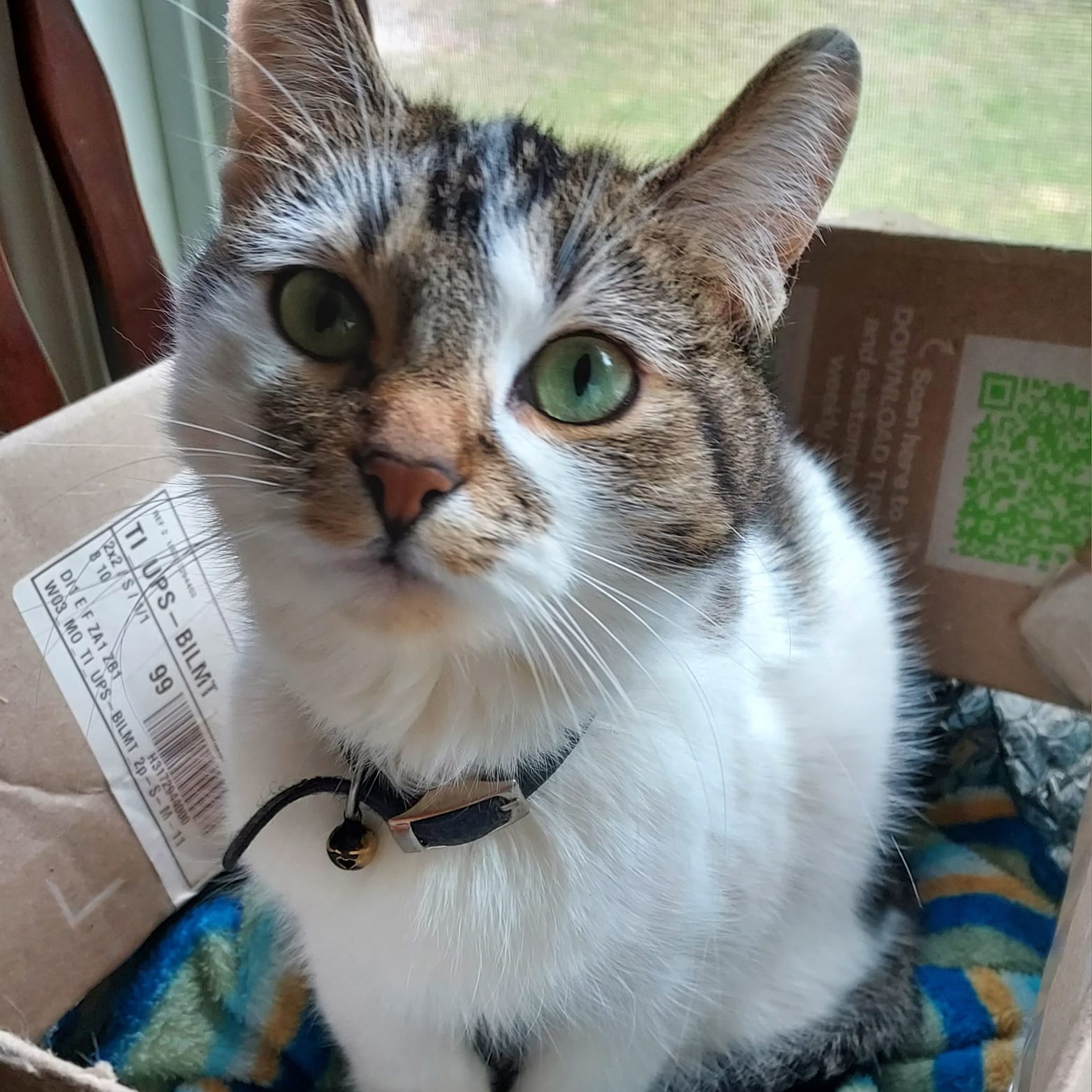 Thumbelina, a Adoptable mixed breed in Libby, MT image 3/3