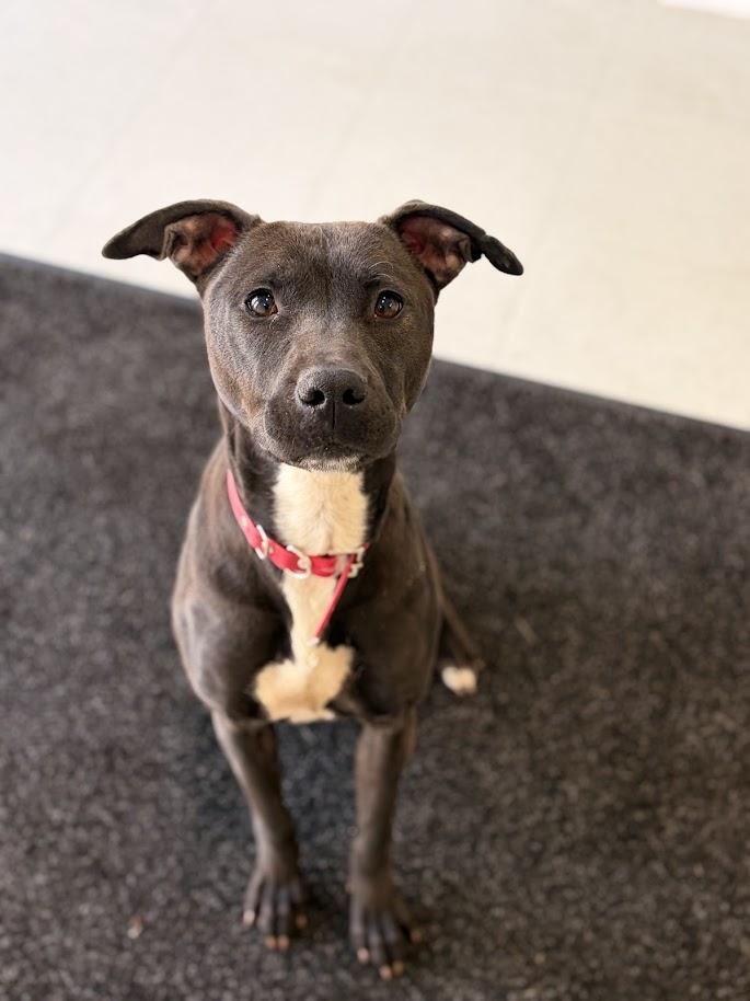 Lizzie (ADOPTION FEE SPONSORED), ADOPTABLE, Young Female Australian Kelpie & Pit Bull Terrier.