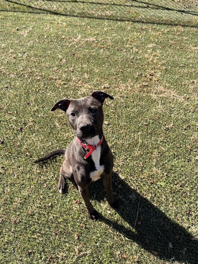 Enlarge Lizzie (ADOPTION FEE SPONSORED), a ADOPTABLE mixed breed in Charlotte, NC image 4/6