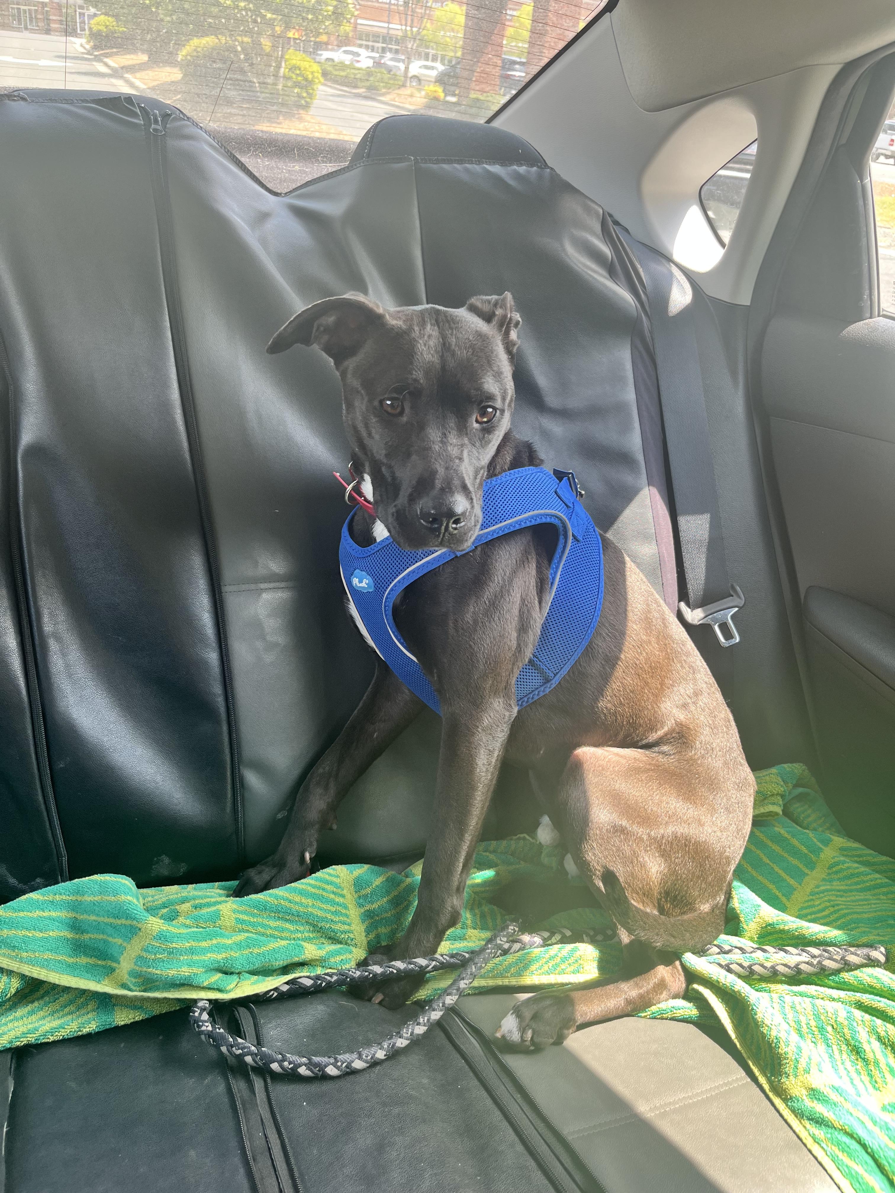 Enlarge Lizzie (ADOPTION FEE SPONSORED), a ADOPTABLE mixed breed in Charlotte, NC image 2/6