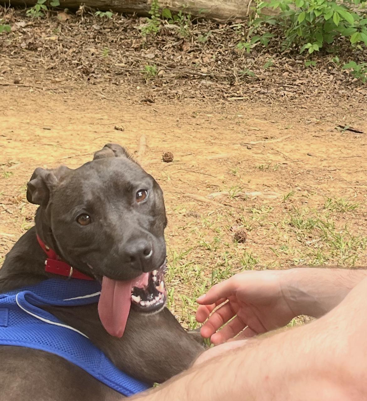 Enlarge Lizzie (ADOPTION FEE SPONSORED), a ADOPTABLE mixed breed in Charlotte, NC image 3/6