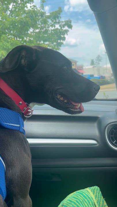 Enlarge Lizzie (ADOPTION FEE SPONSORED), a ADOPTABLE mixed breed in Charlotte, NC video 4/6