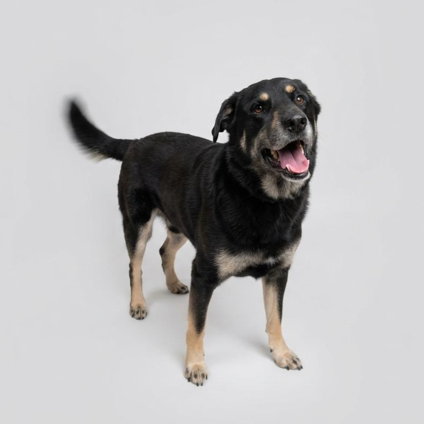 Loki, Adoptable, Adult Male German Shepherd Dog & Mixed Breed.