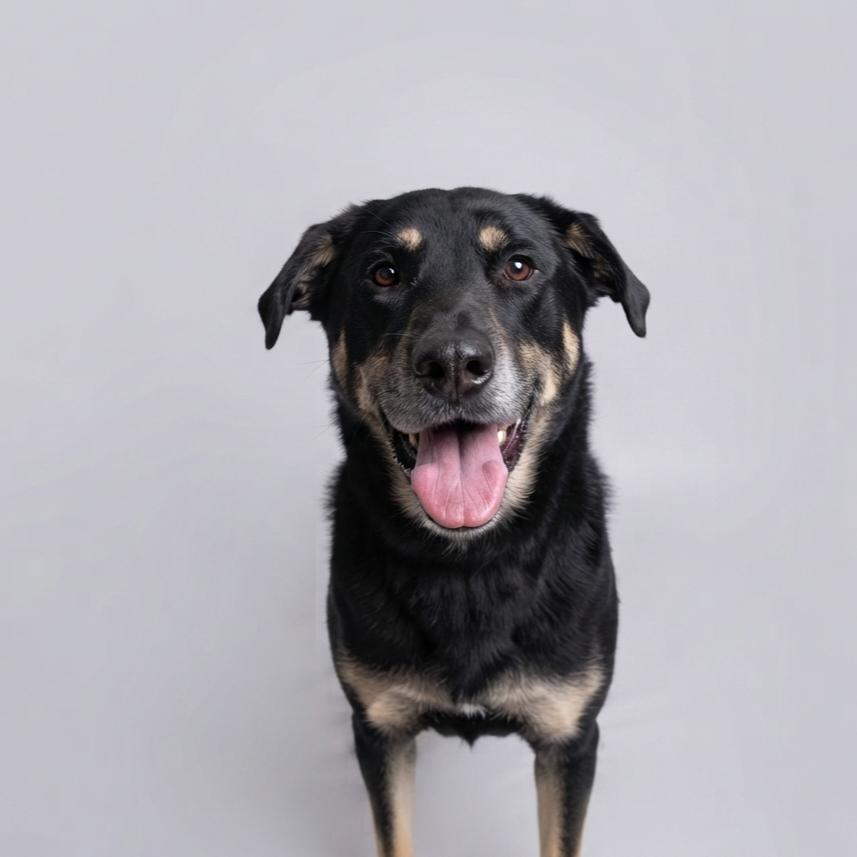Enlarge Loki, a Adoptable mixed breed in Enid, OK image 2/3