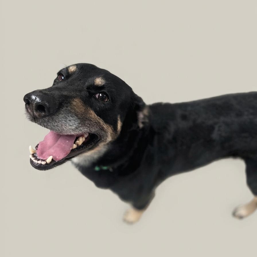 Enlarge Loki, a Adoptable mixed breed in Enid, OK image 3/3