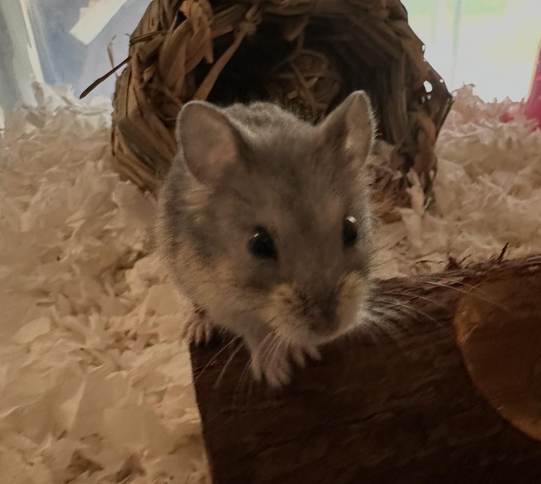 Cinnamon Toast Crunch, a Adoptable Hamster in Minneapolis, MN image 5/6