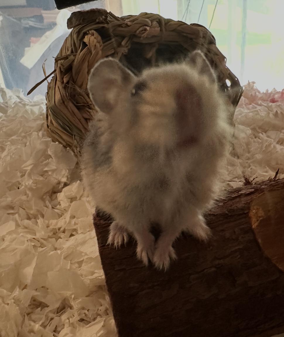Cinnamon Toast Crunch, a Adoptable Hamster in Minneapolis, MN image 6/6