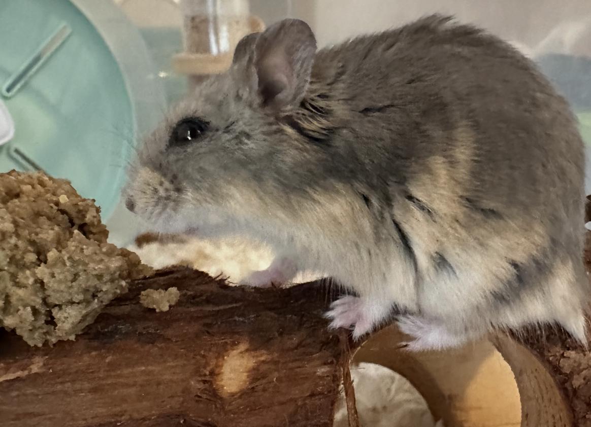 Cinnamon Toast Crunch, a Adoptable Hamster in Minneapolis, MN image 1/6