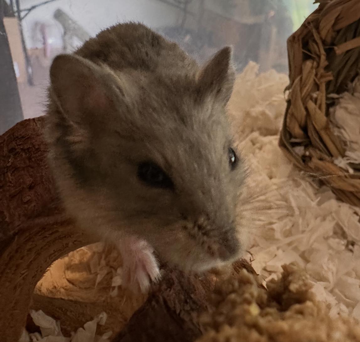 Cinnamon Toast Crunch, a Adoptable Hamster in Minneapolis, MN image 2/6