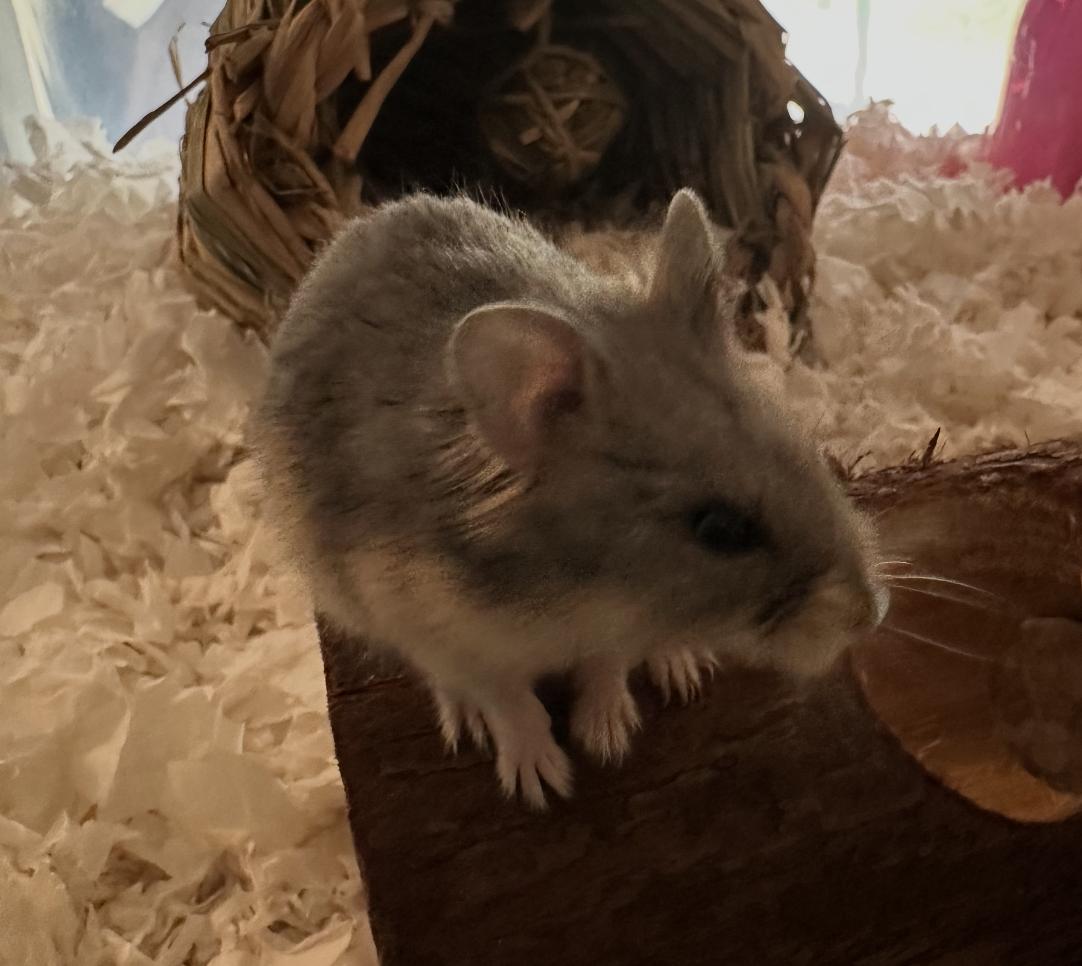 Cinnamon Toast Crunch, a Adoptable Hamster in Minneapolis, MN image 4/6