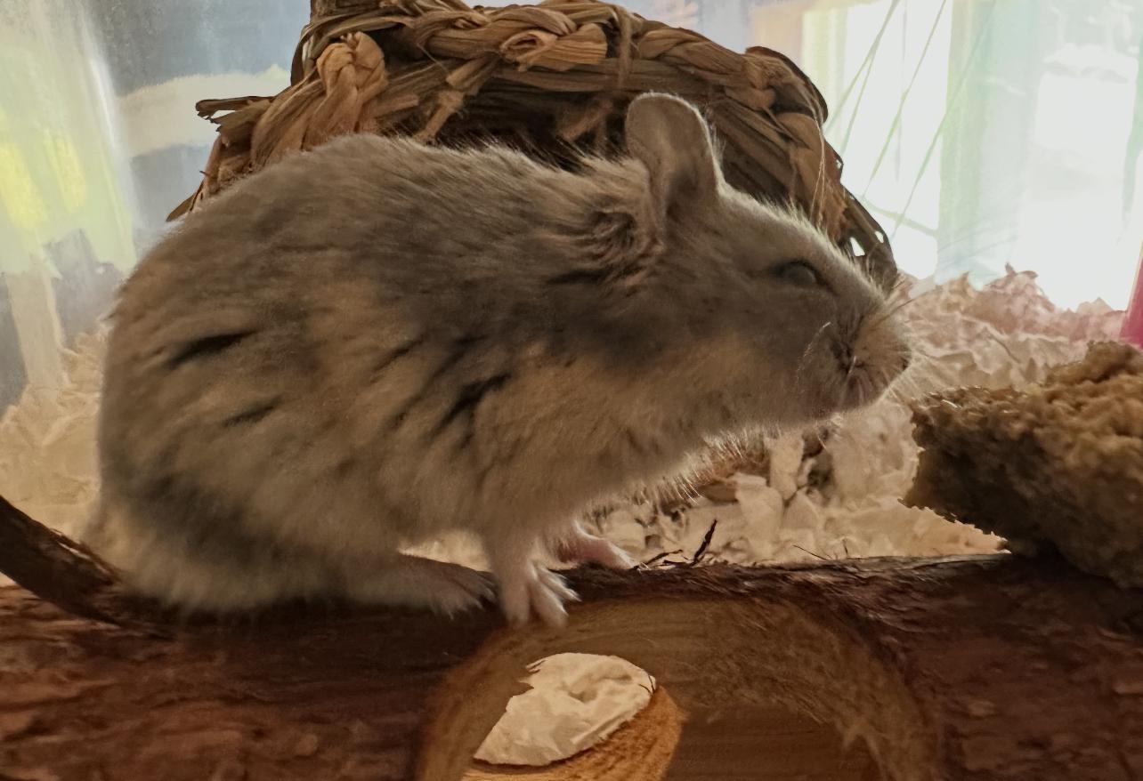 Cinnamon Toast Crunch, a Adoptable Hamster in Minneapolis, MN image 3/6
