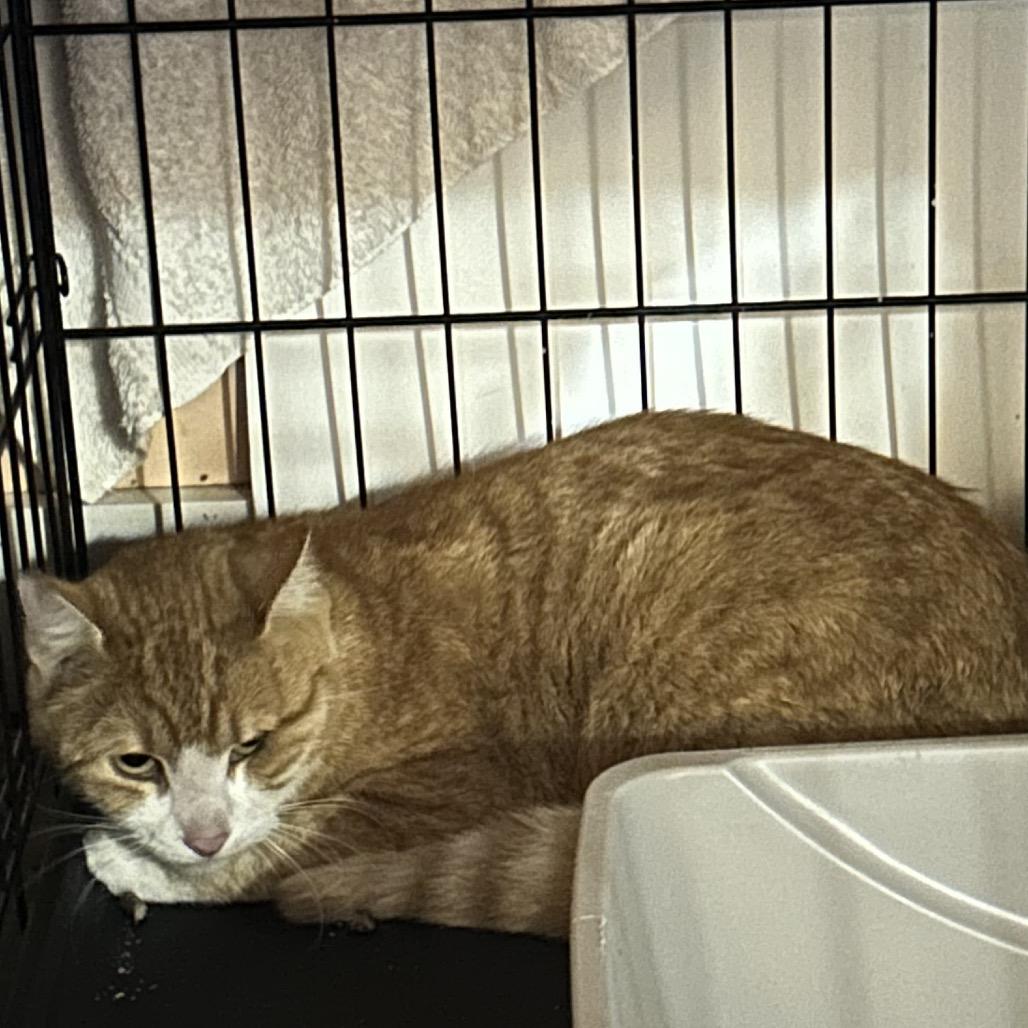 Zimba, Adoptable, Adult Male Domestic Short Hair.