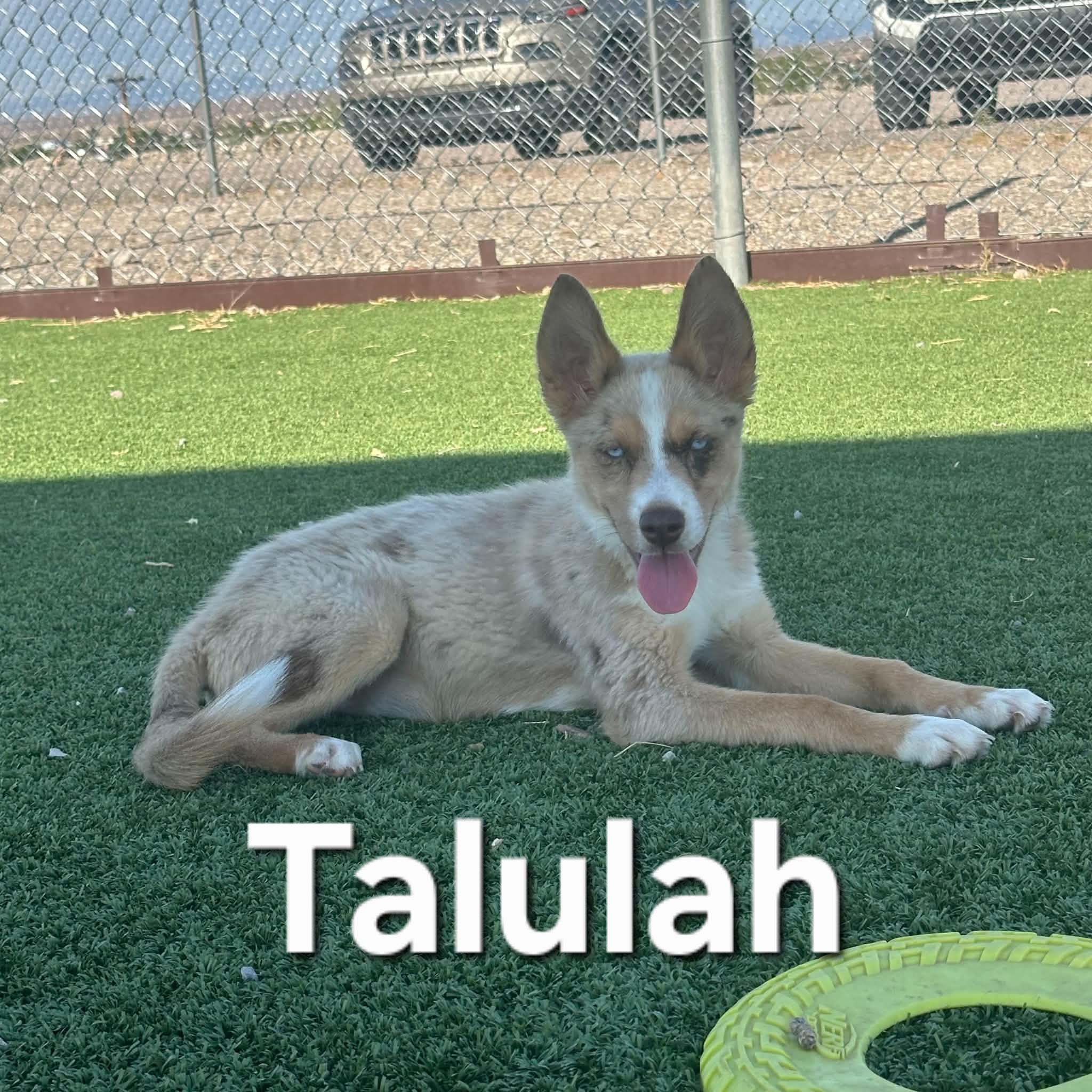 Talulah, an adopted mixed breed in Truth or Consequences , NM image 3/6