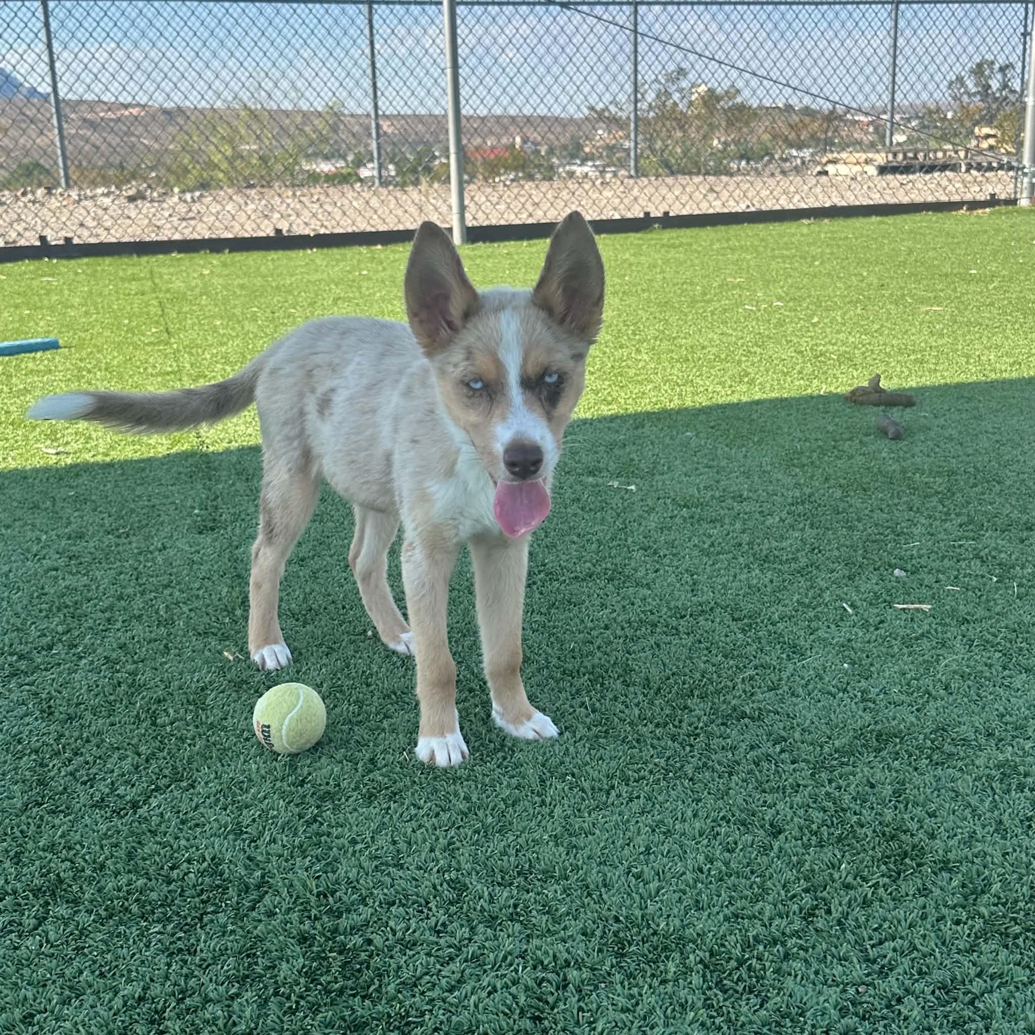 Talulah, adopted, Puppy Female Australian Shepherd.