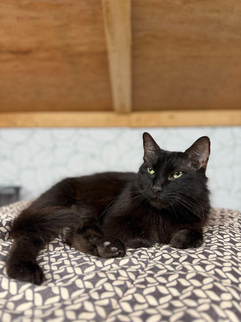 Enlarge Lexi Vita, a Adoptable mixed breed in Nashville, TN image 1/2