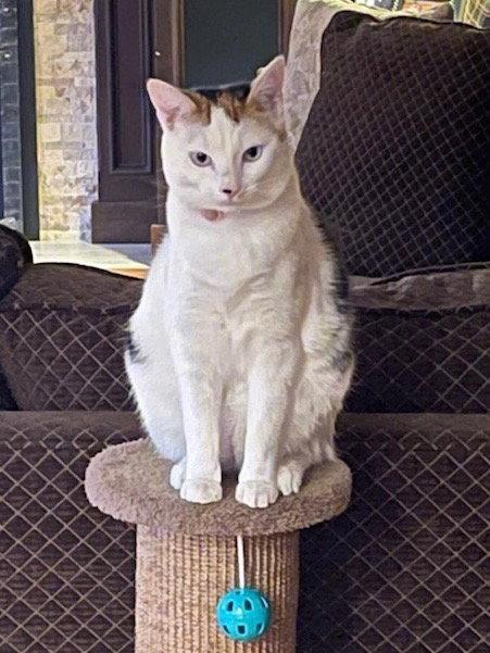 Tilly, Adoptable, Adult Female Domestic Short Hair.