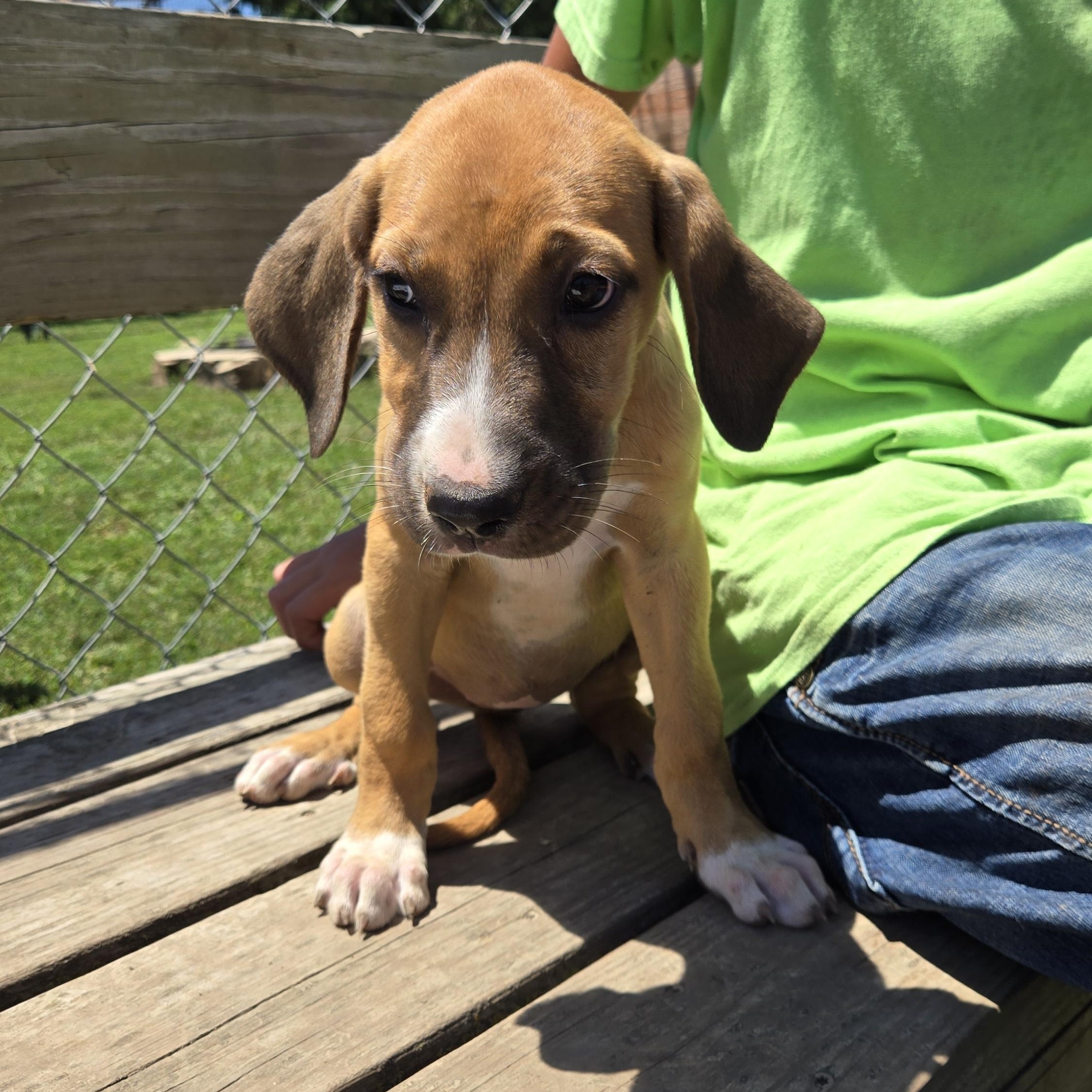 Kit, Young Female Mixed Breed