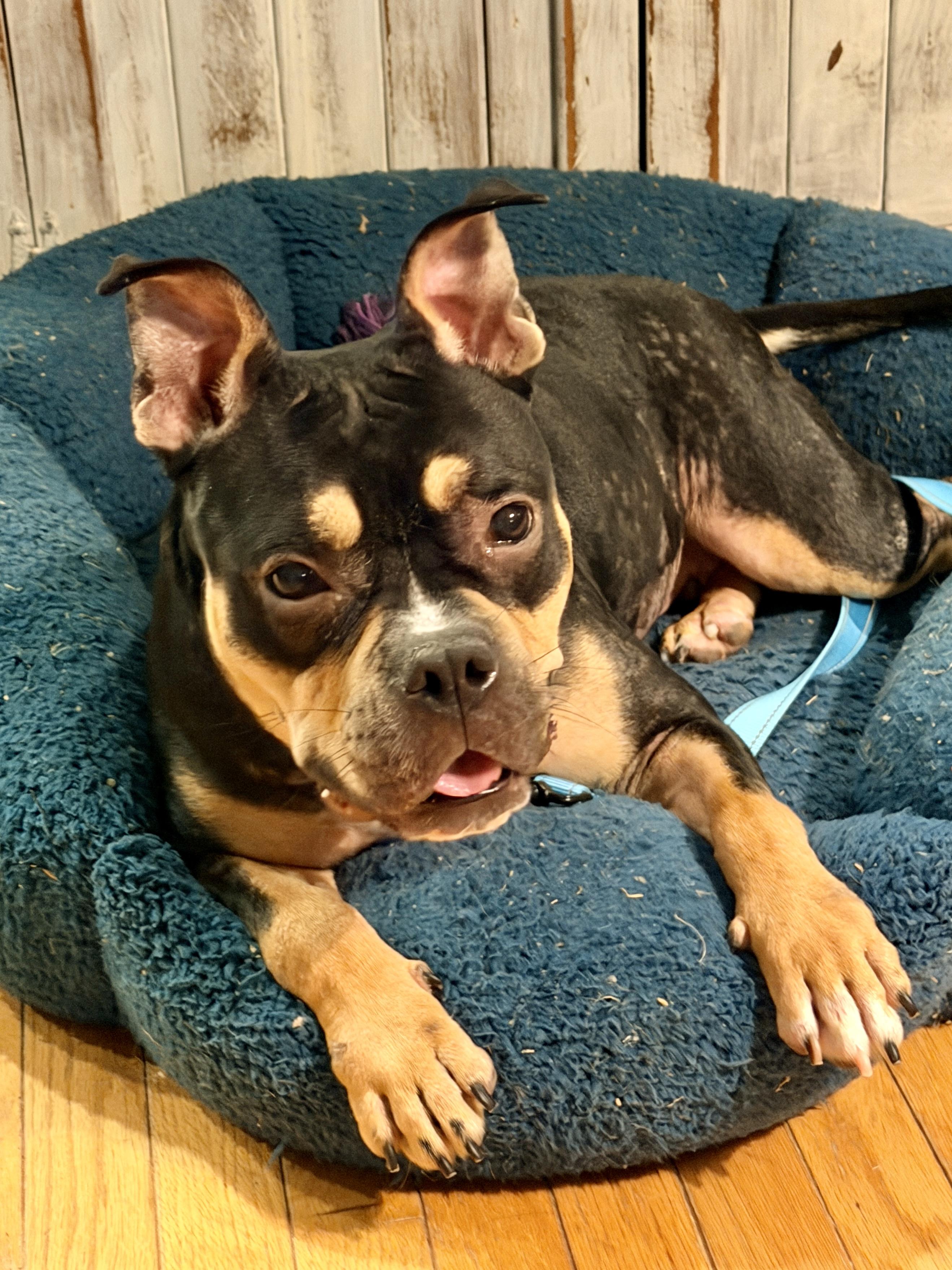 Praline, Adoptable, Young Female Staffordshire Bull Terrier.