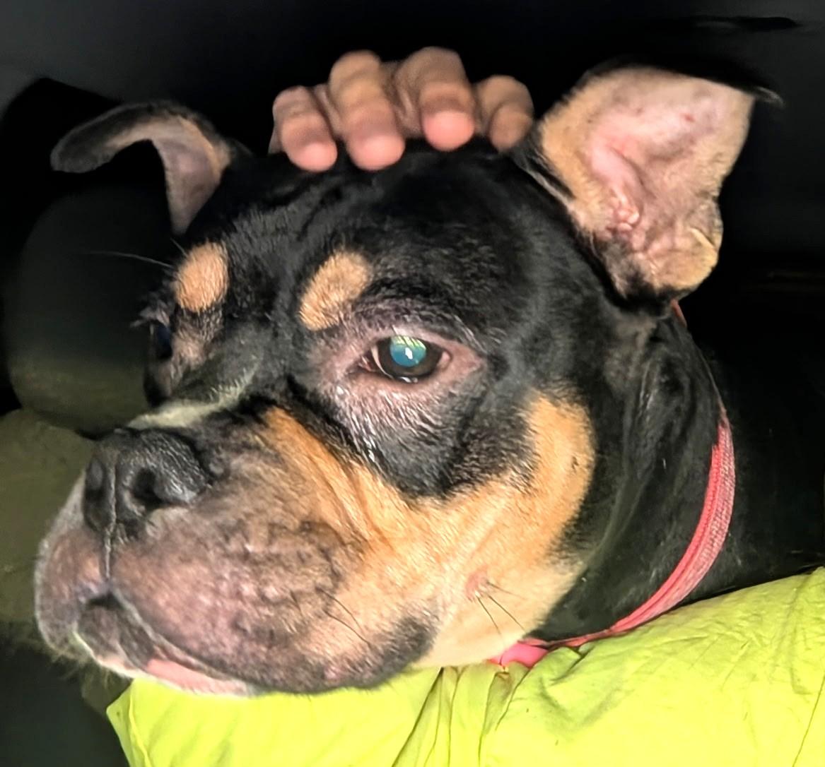 Enlarge Praline, a Adoptable mixed breed in Petersburg, VA image 2/3