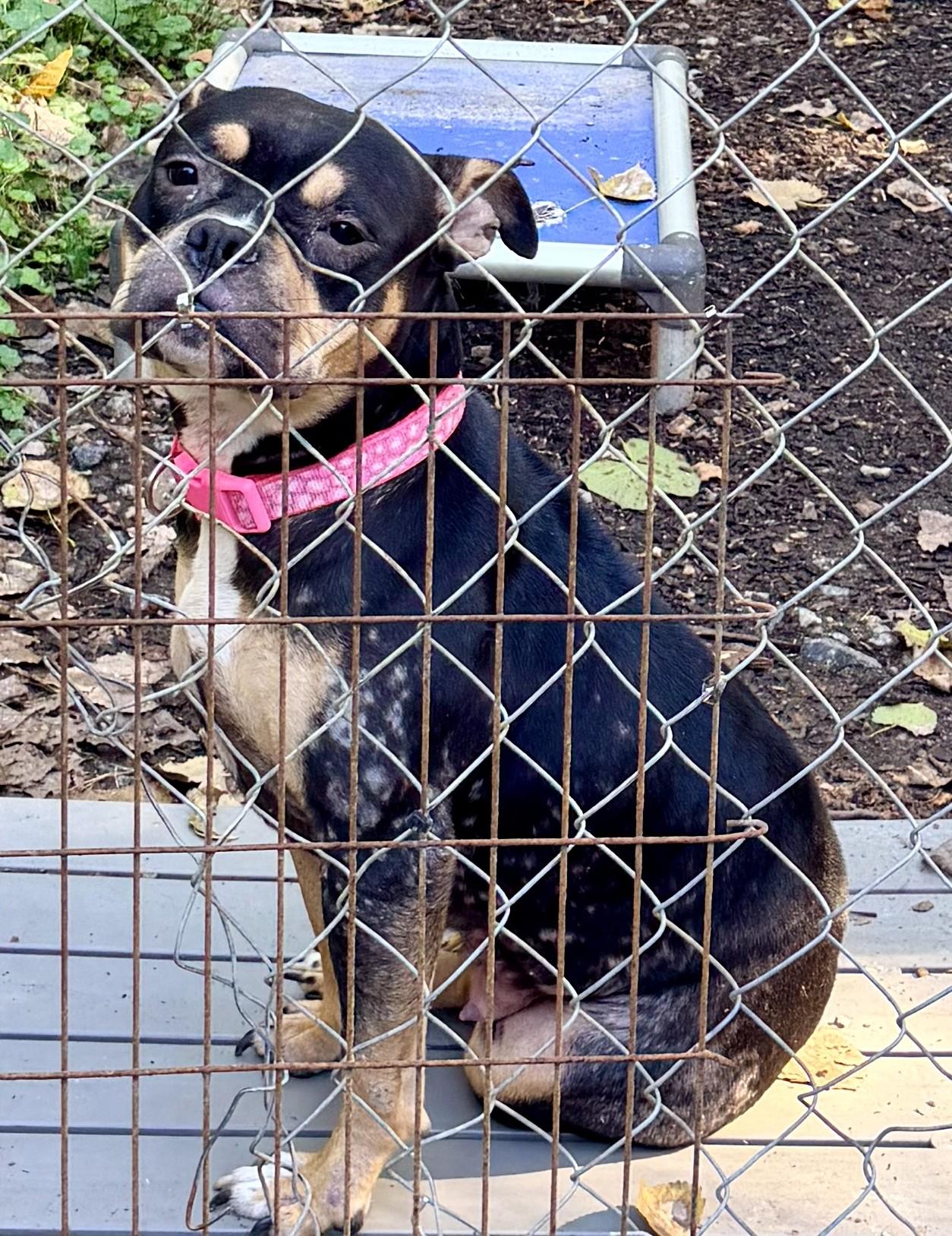 Enlarge Praline, a Adoptable mixed breed in Petersburg, VA image 3/3