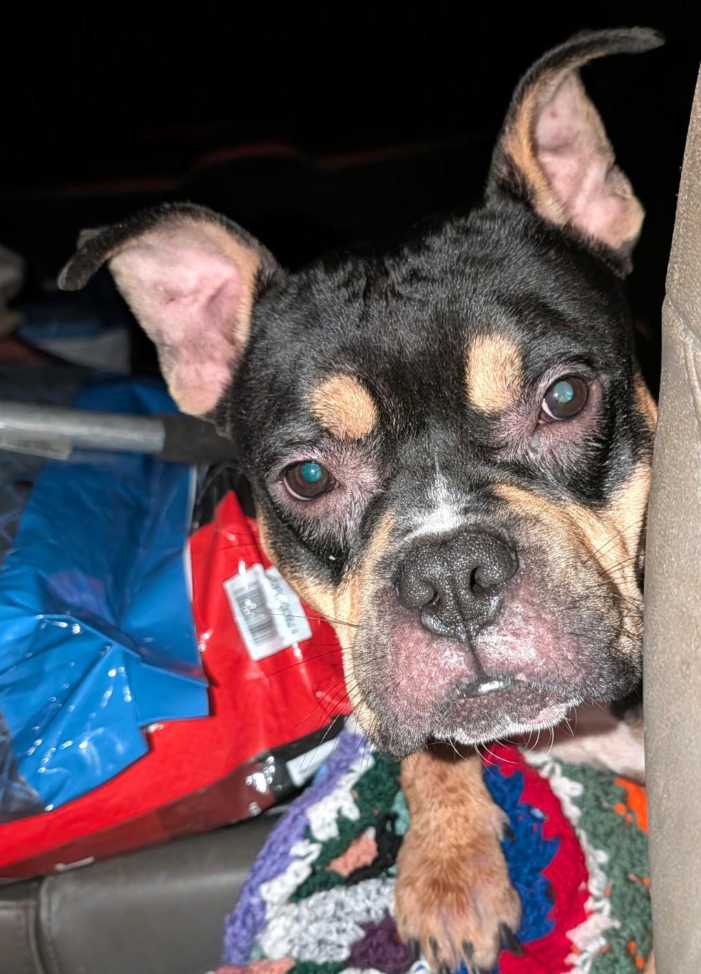 Enlarge Praline, a Adoptable mixed breed in Petersburg, VA image 1/3