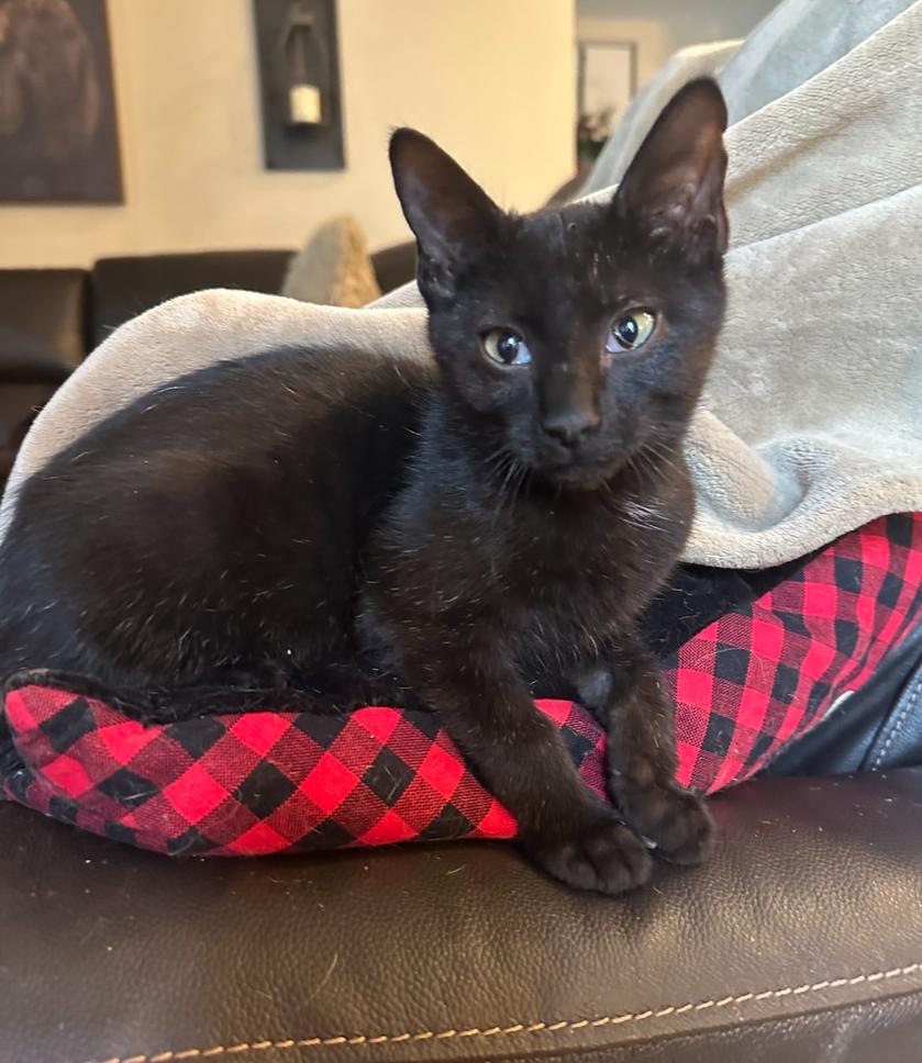 Enlarge Joey, a Adoptable Domestic Short Hair in Wellington, FL image 1/1