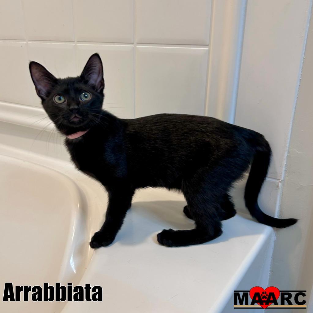 Arrabbiata, Adoptable, Kitten Female Domestic Short Hair.