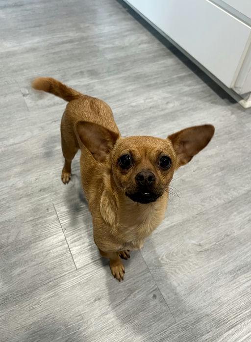 Enlarge Bowie - Chloe Pup, an adoptable mixed breed in Los Angeles, CA image 4/6