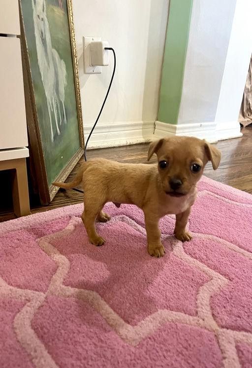 Enlarge Bowie - Chloe Pup, an adoptable mixed breed in Los Angeles, CA image 6/6